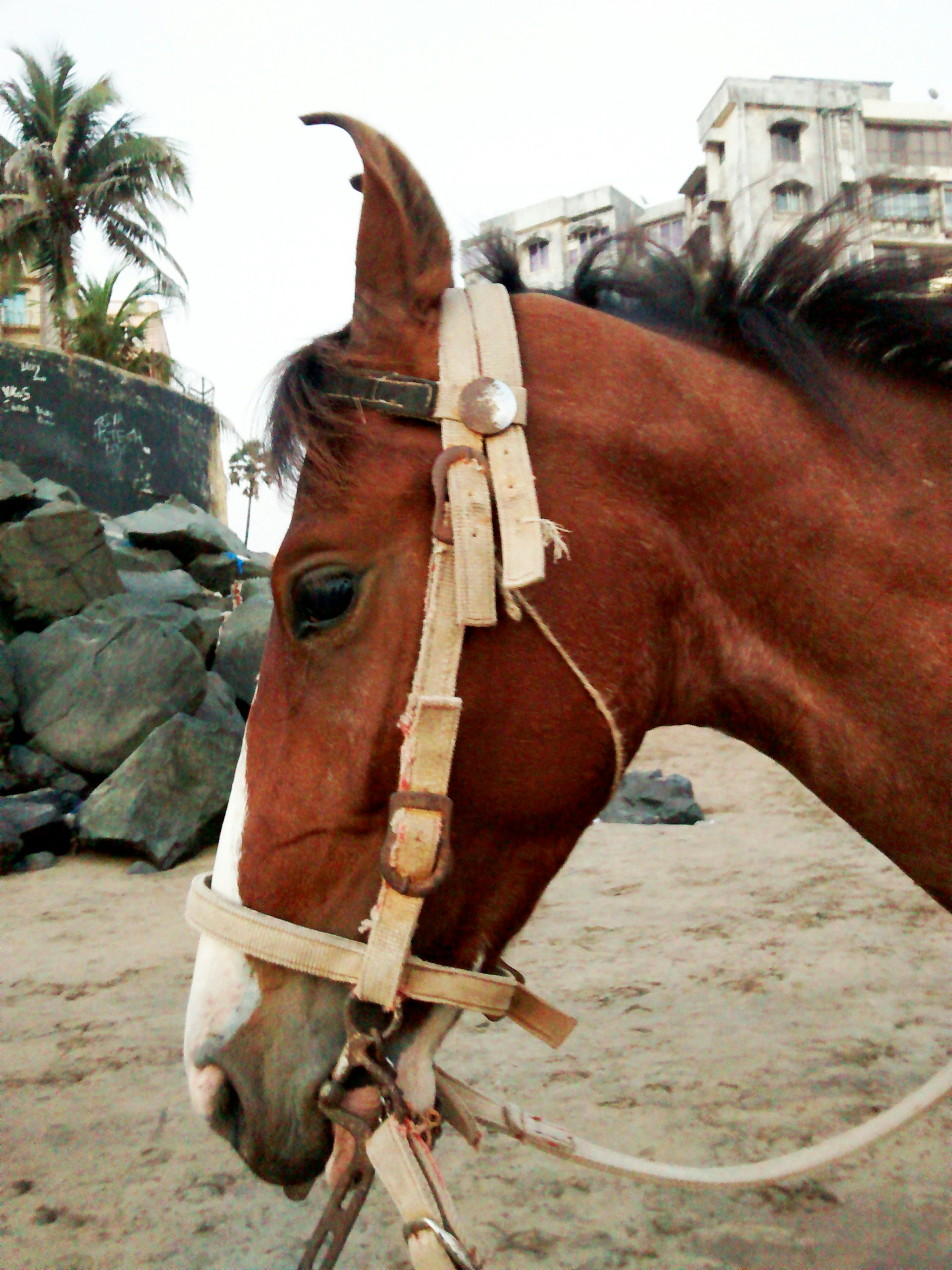 Versova Beach photo 3