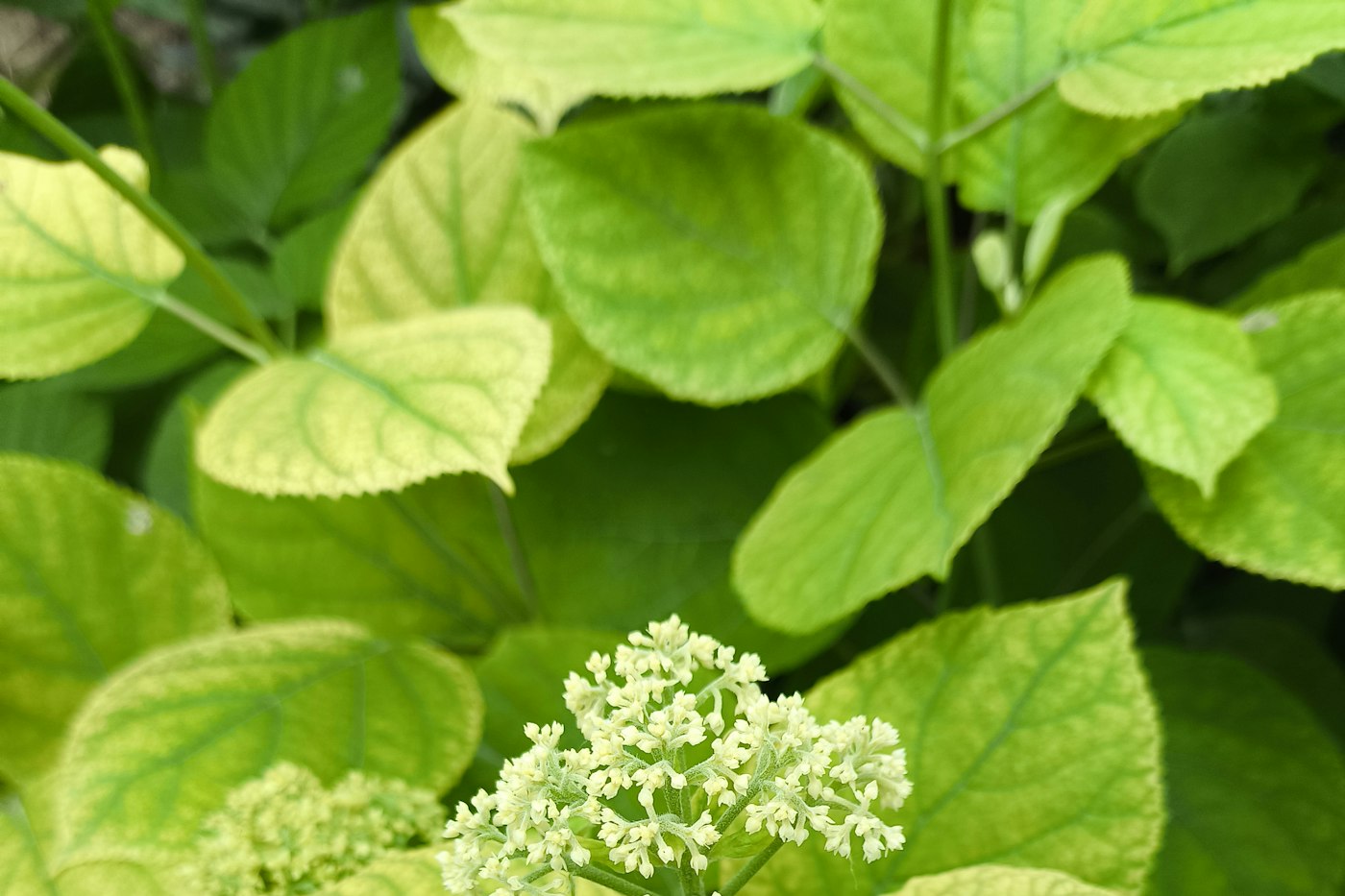 Leafy hydrangea not blooming in a shady garden bed