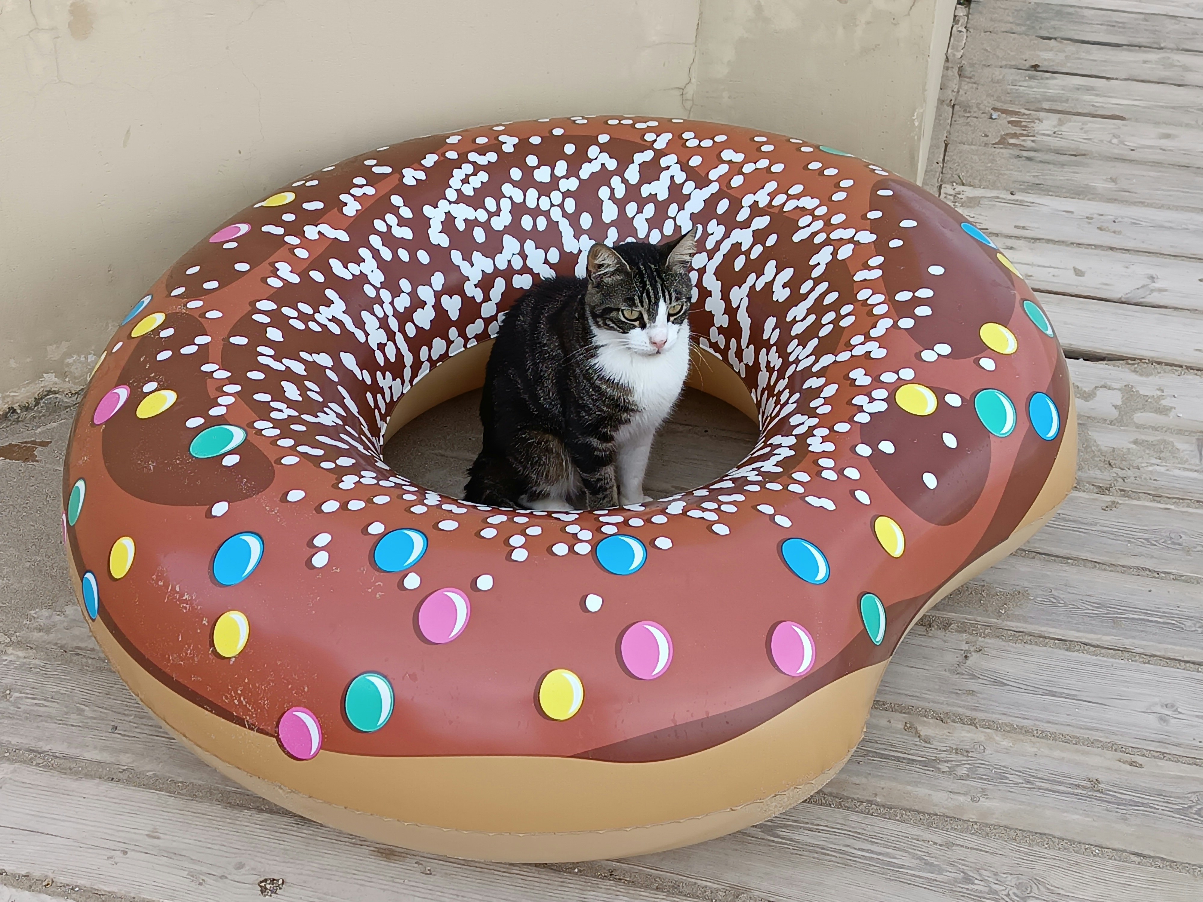 Mittens and the Misery Donuts 🍩🐾