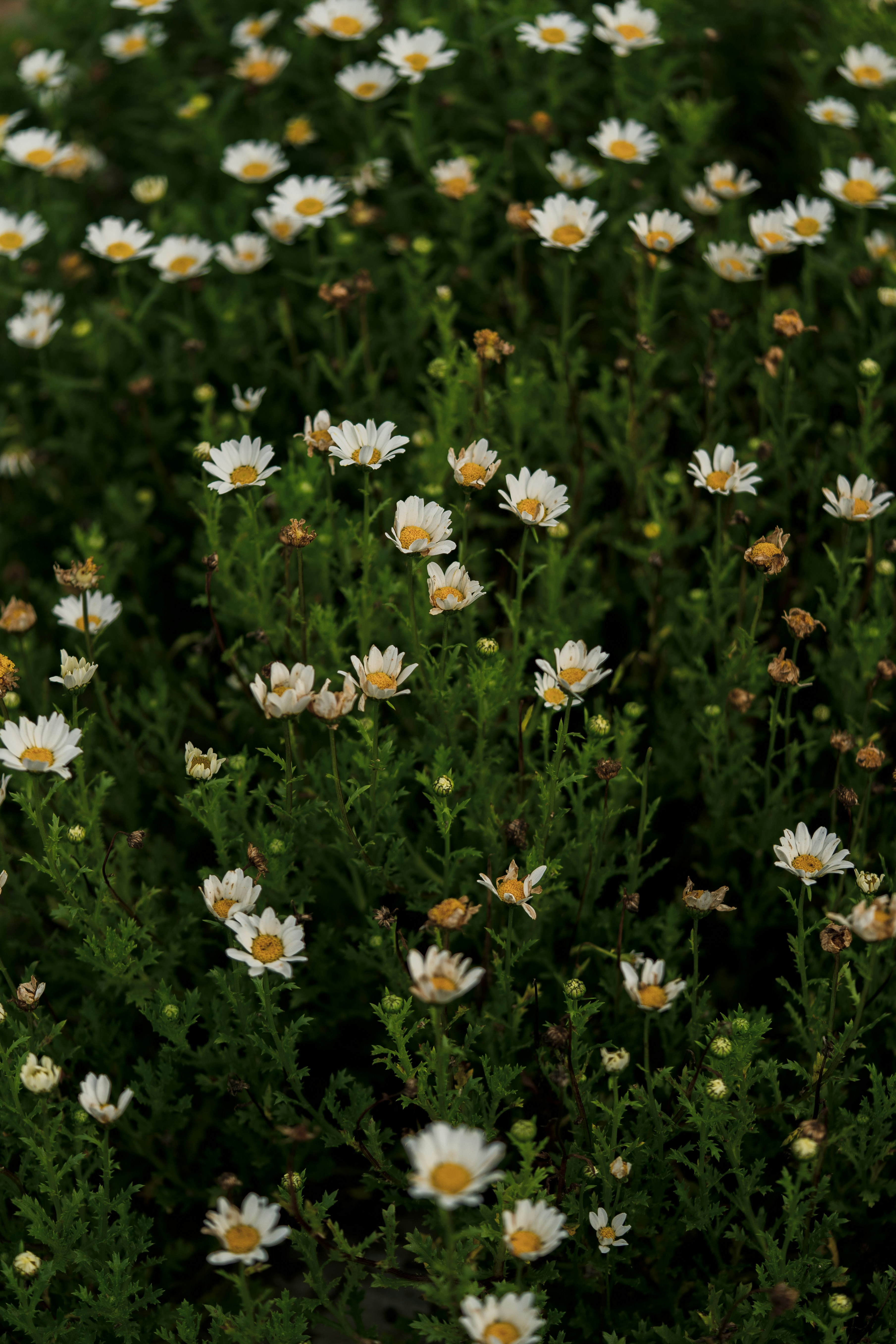 Photo by countingframez