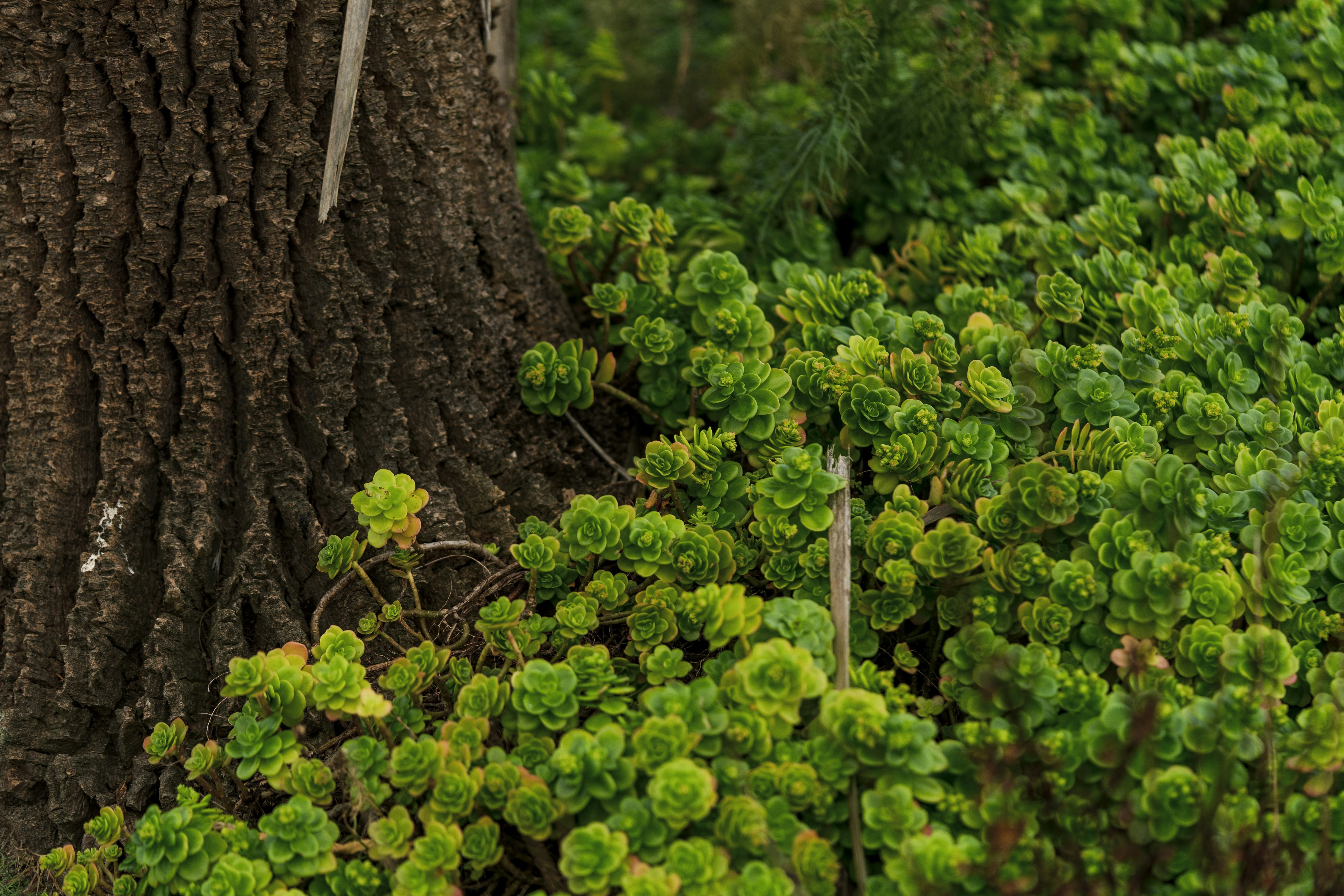 A bear is standing next to a tree