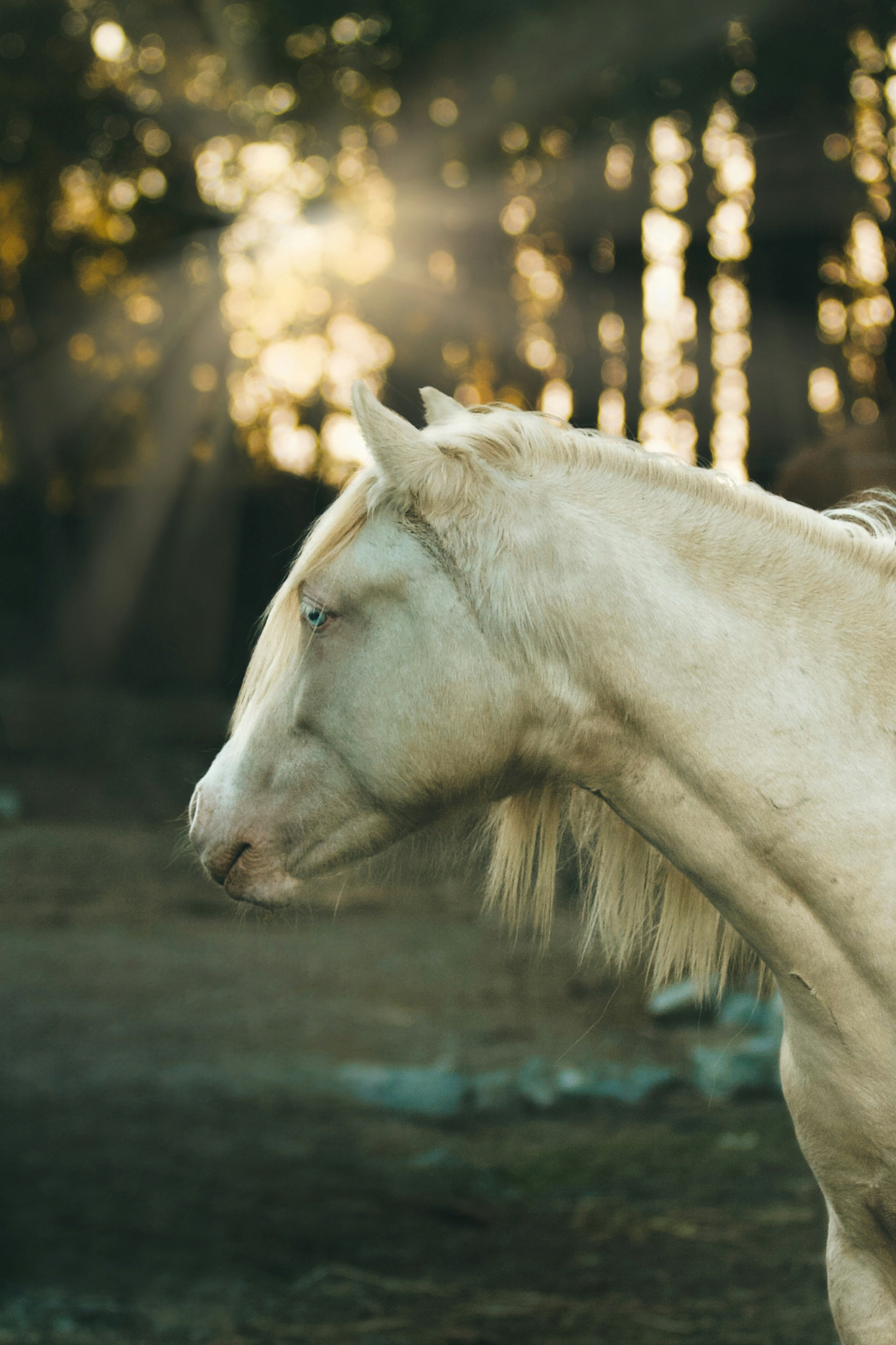 A white horse standing on top of a dirt field