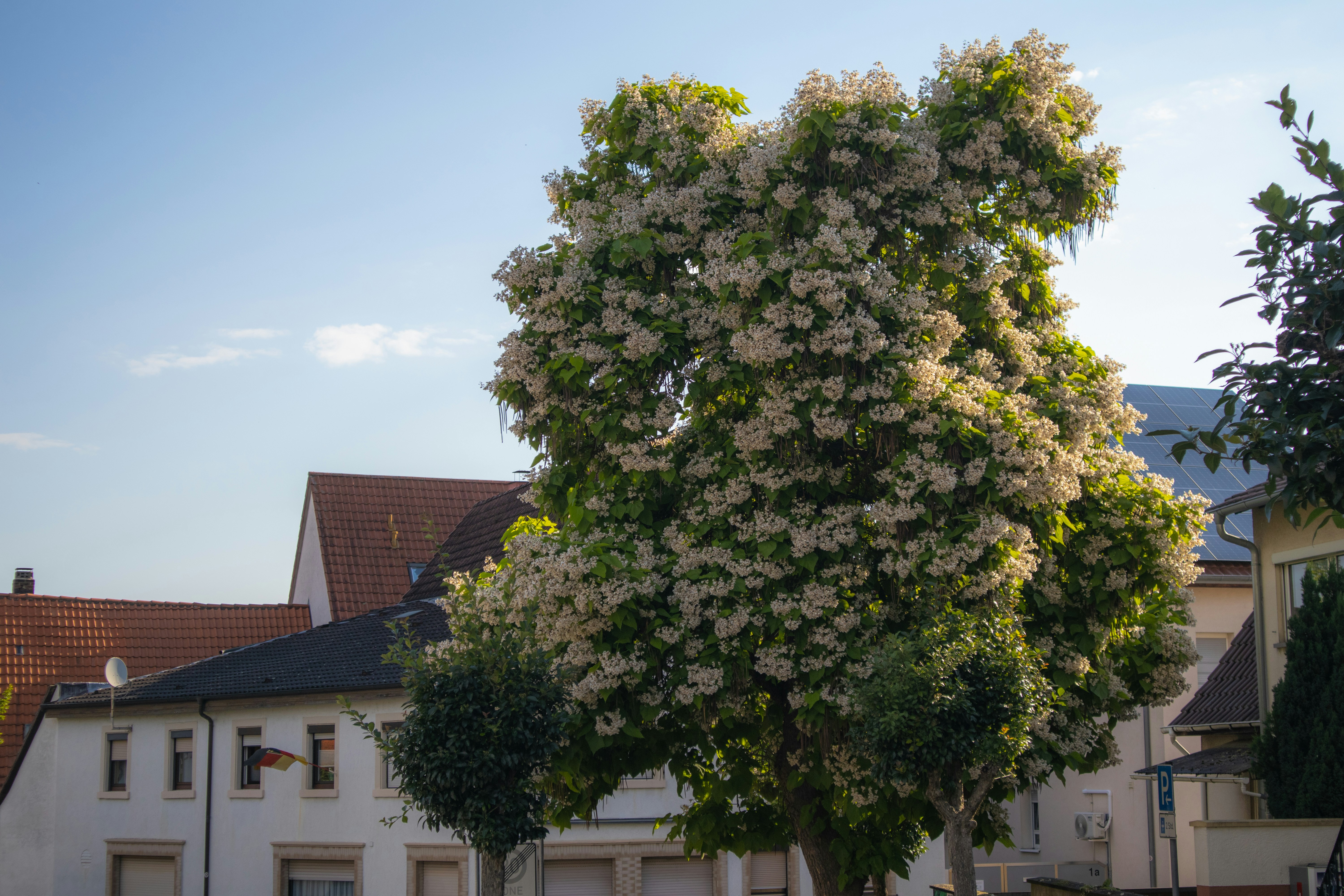 Photo by marko_lengyel