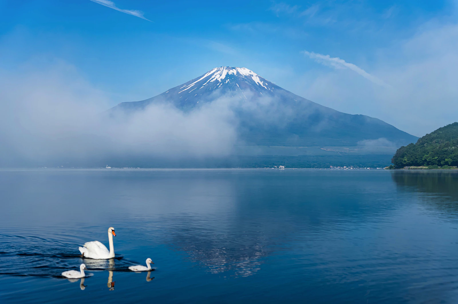 静かな山中湖の水面に浮かぶ白鳥