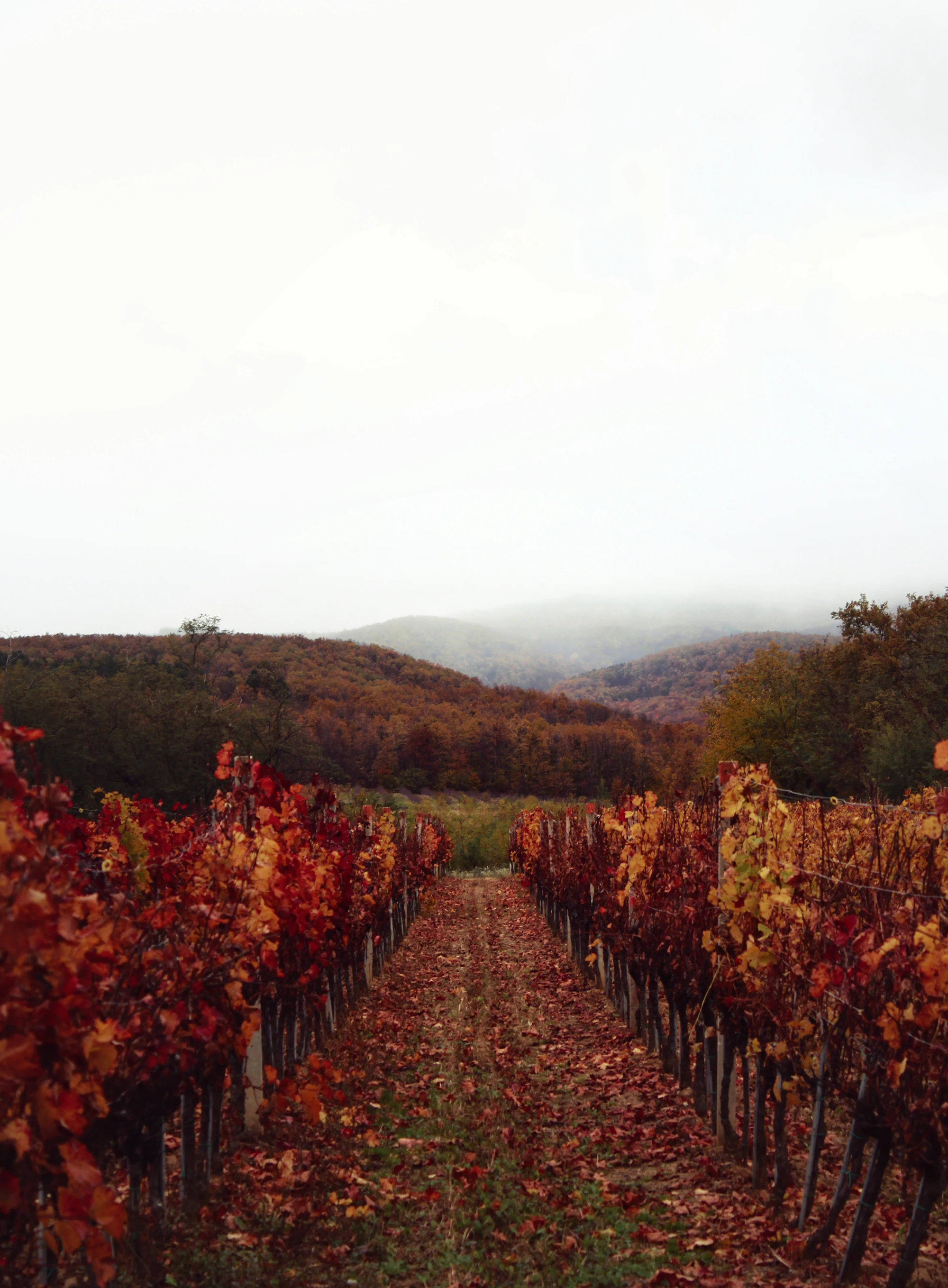 Vino, tartufi, more, tišina
