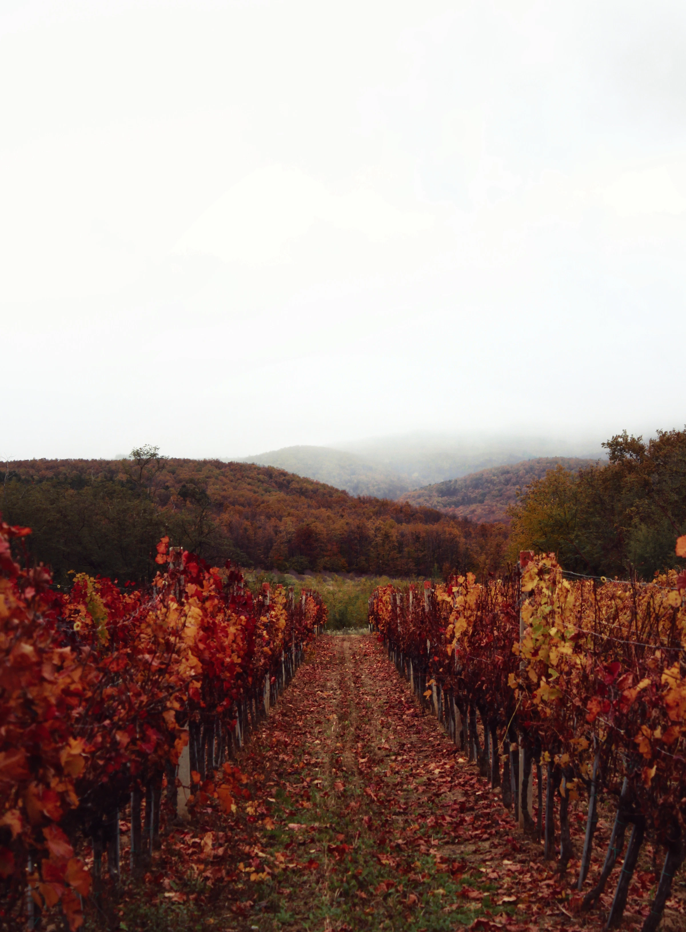 Autumn hill town and gastronomy landscape in Croatia