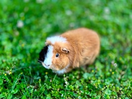 A small brown and white guinea pig sitting in the grass