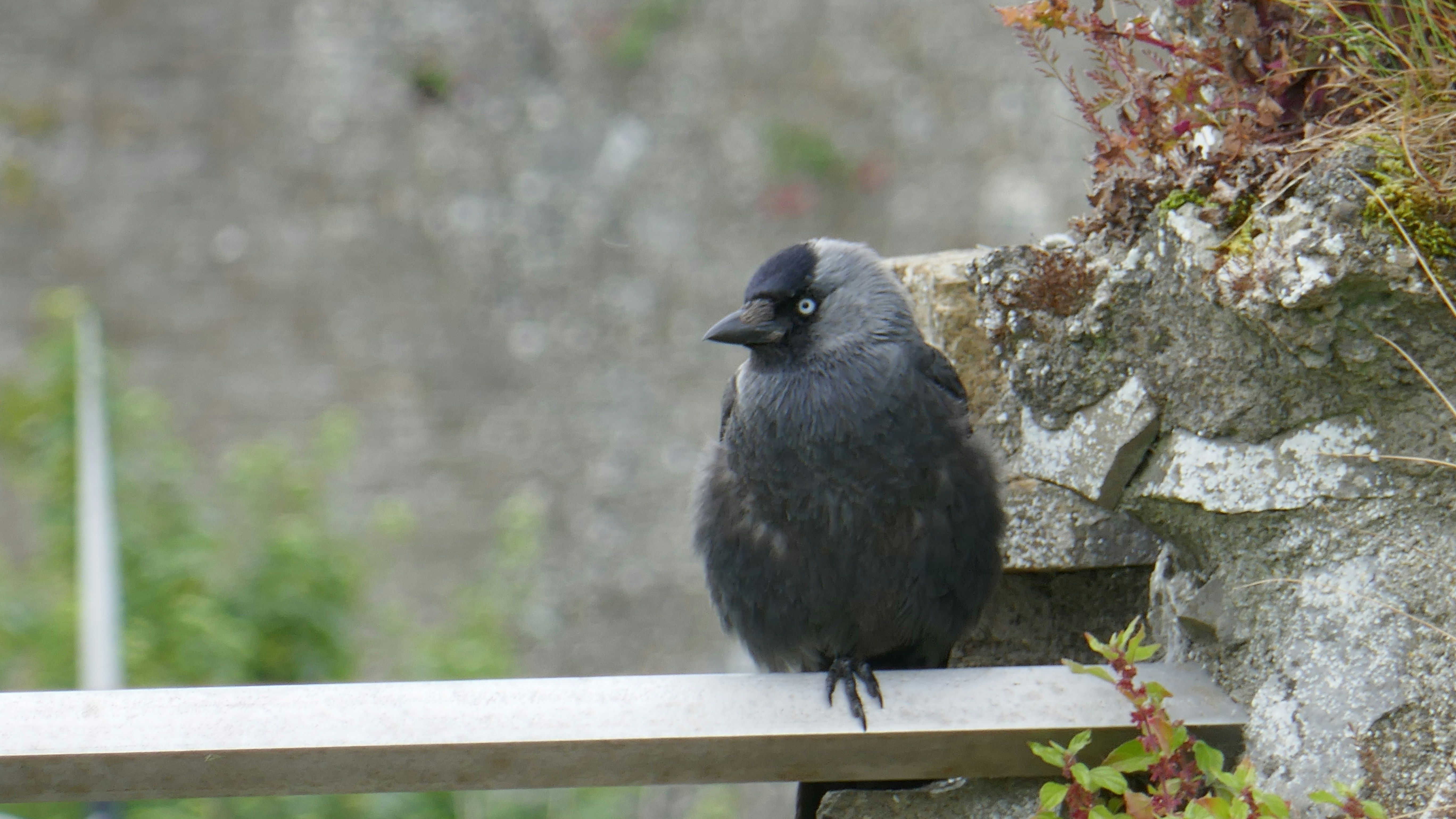 A black bird sitting on top of a wooden bench