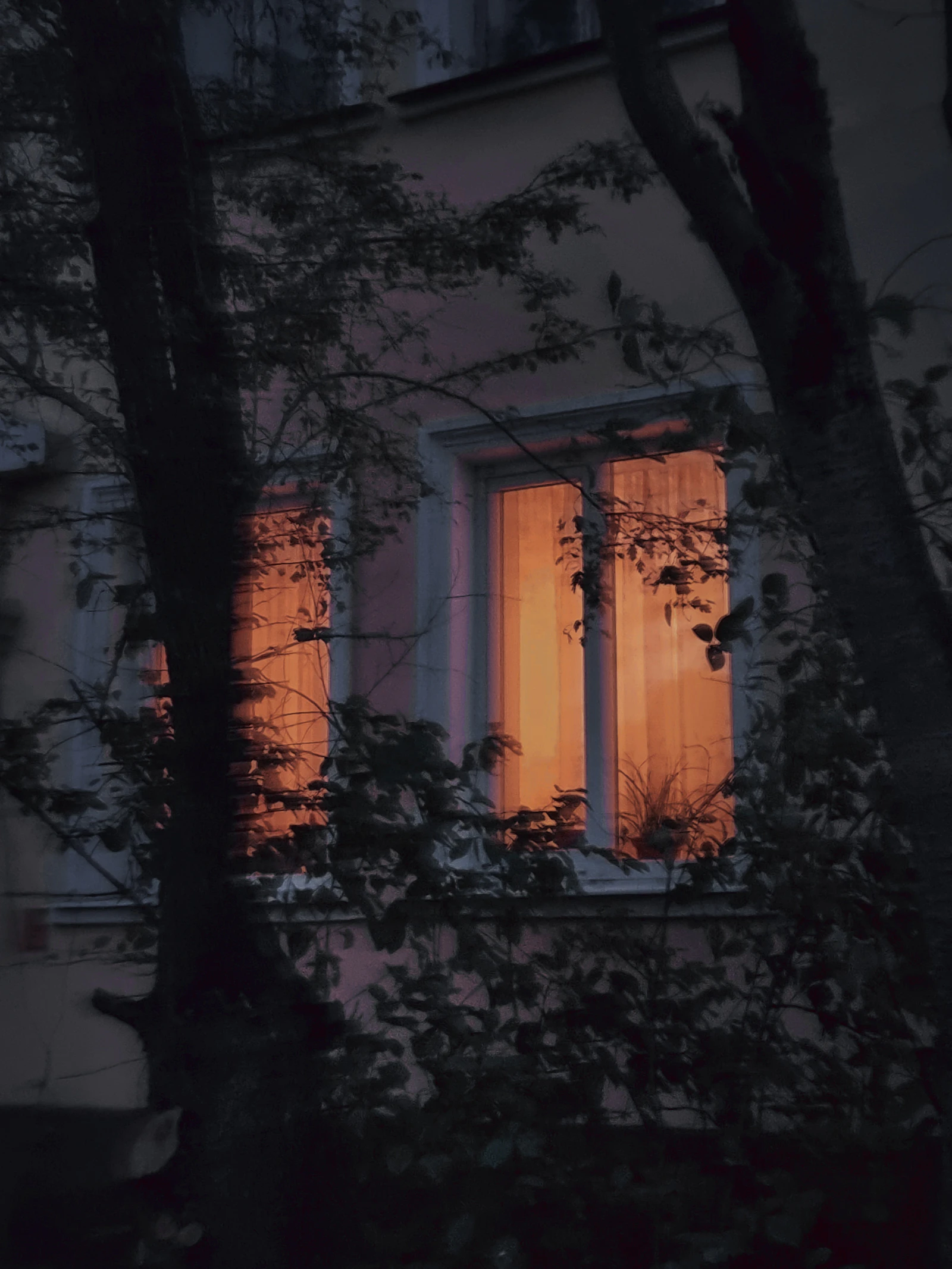 Window glowing through silhouetted trees on a quiet night