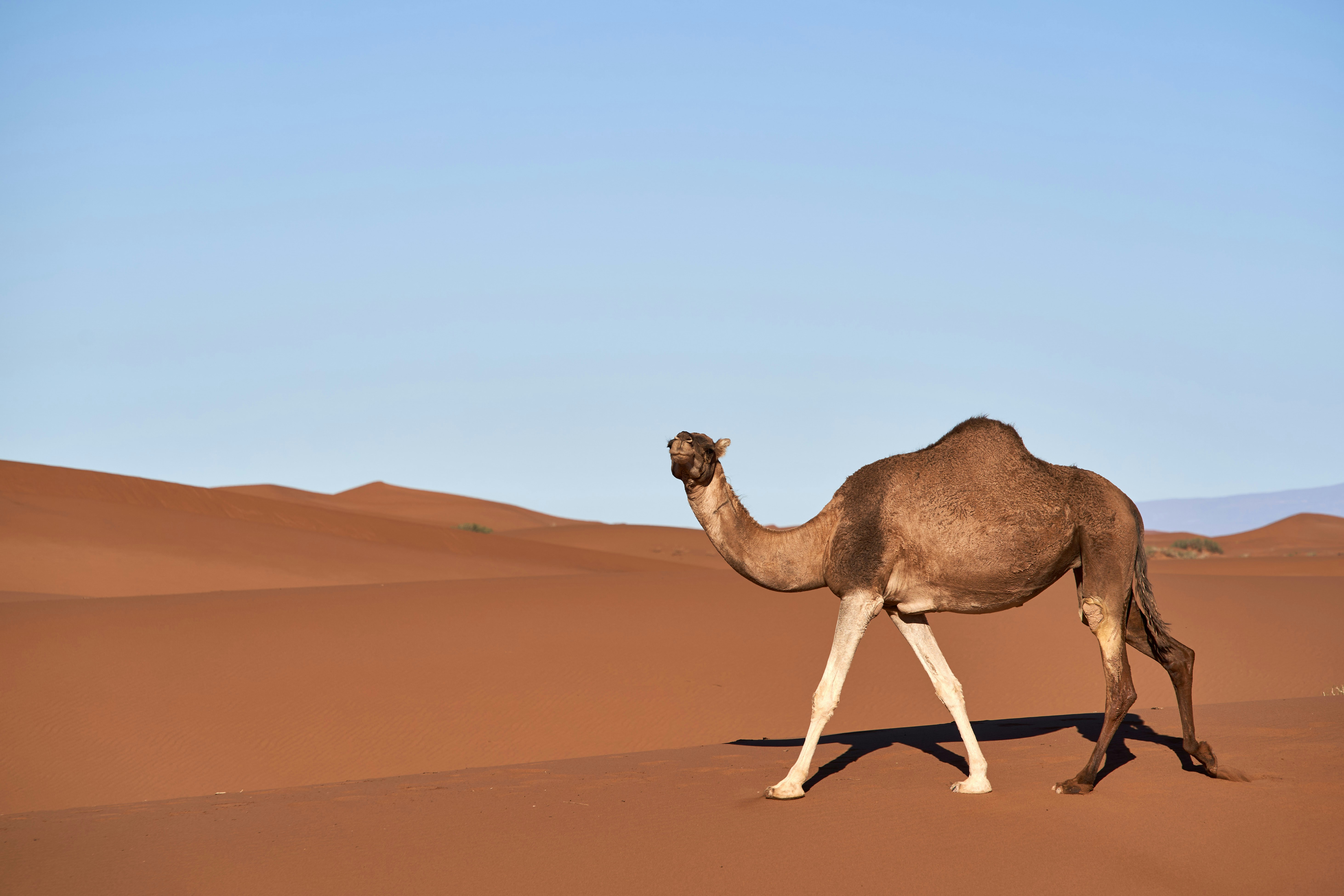 Photo by wolfgang_hasselmann