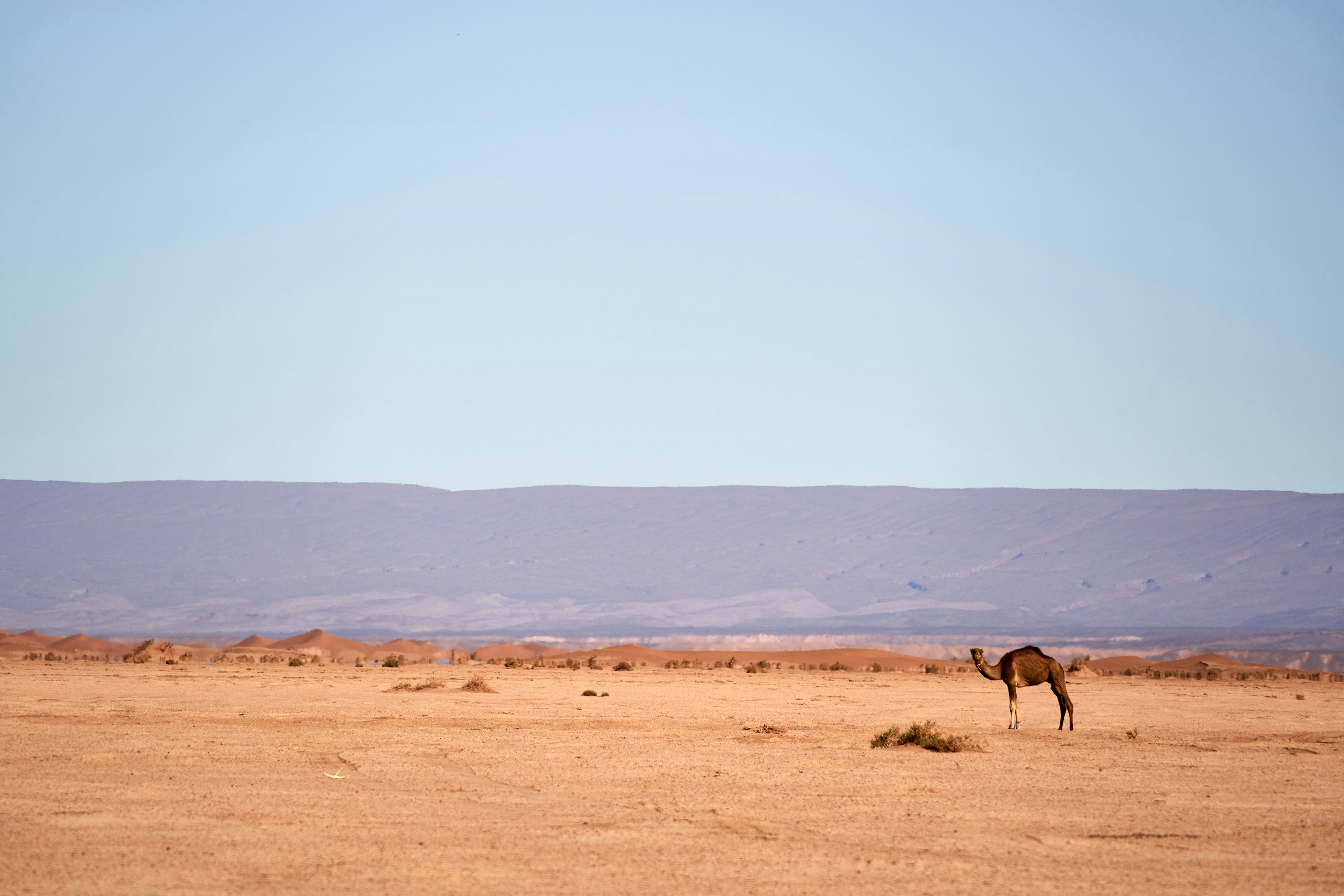 Photo by wolfgang_hasselmann