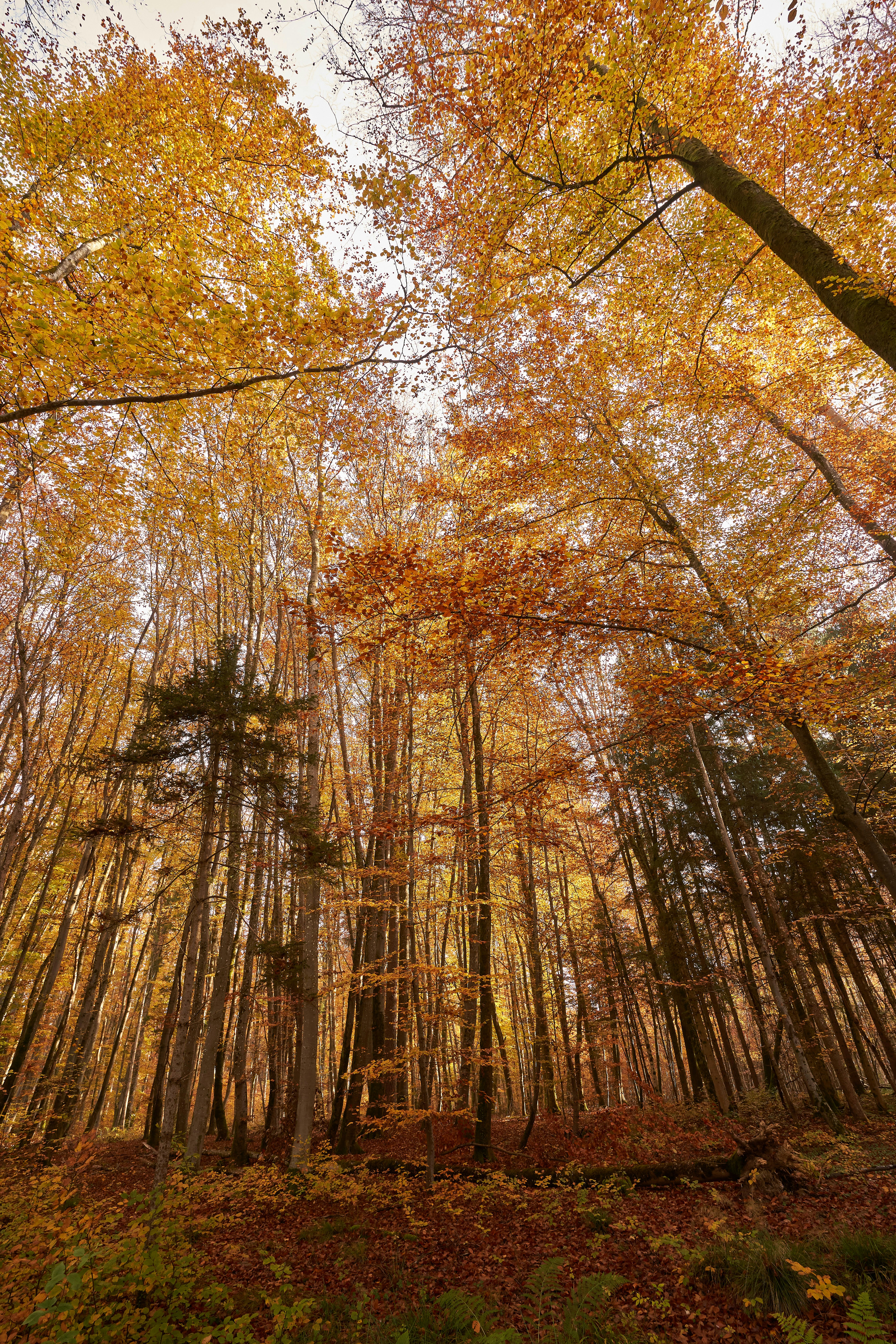 Photo by wolfgang_hasselmann