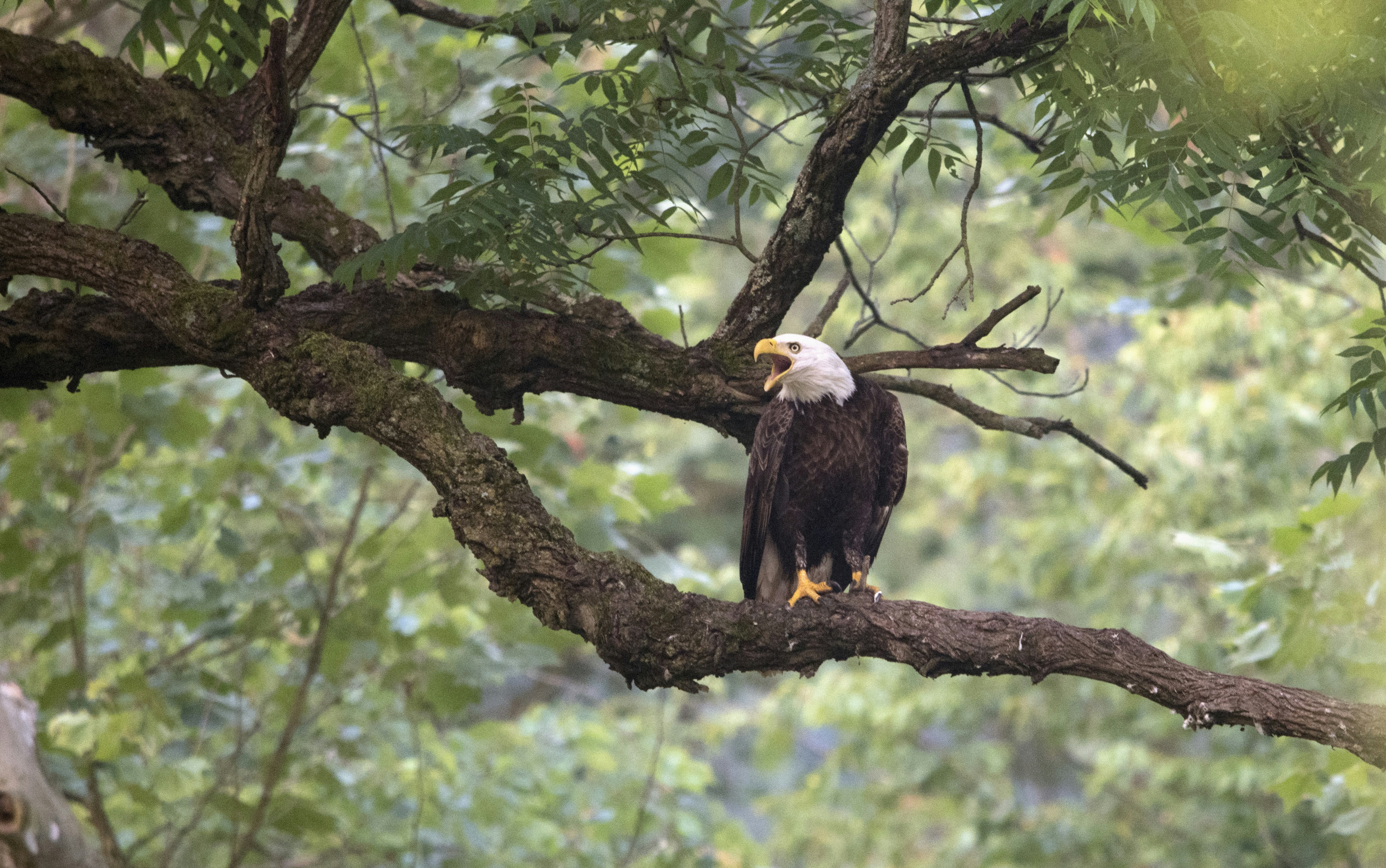 A bald eagle perched on a tree branch