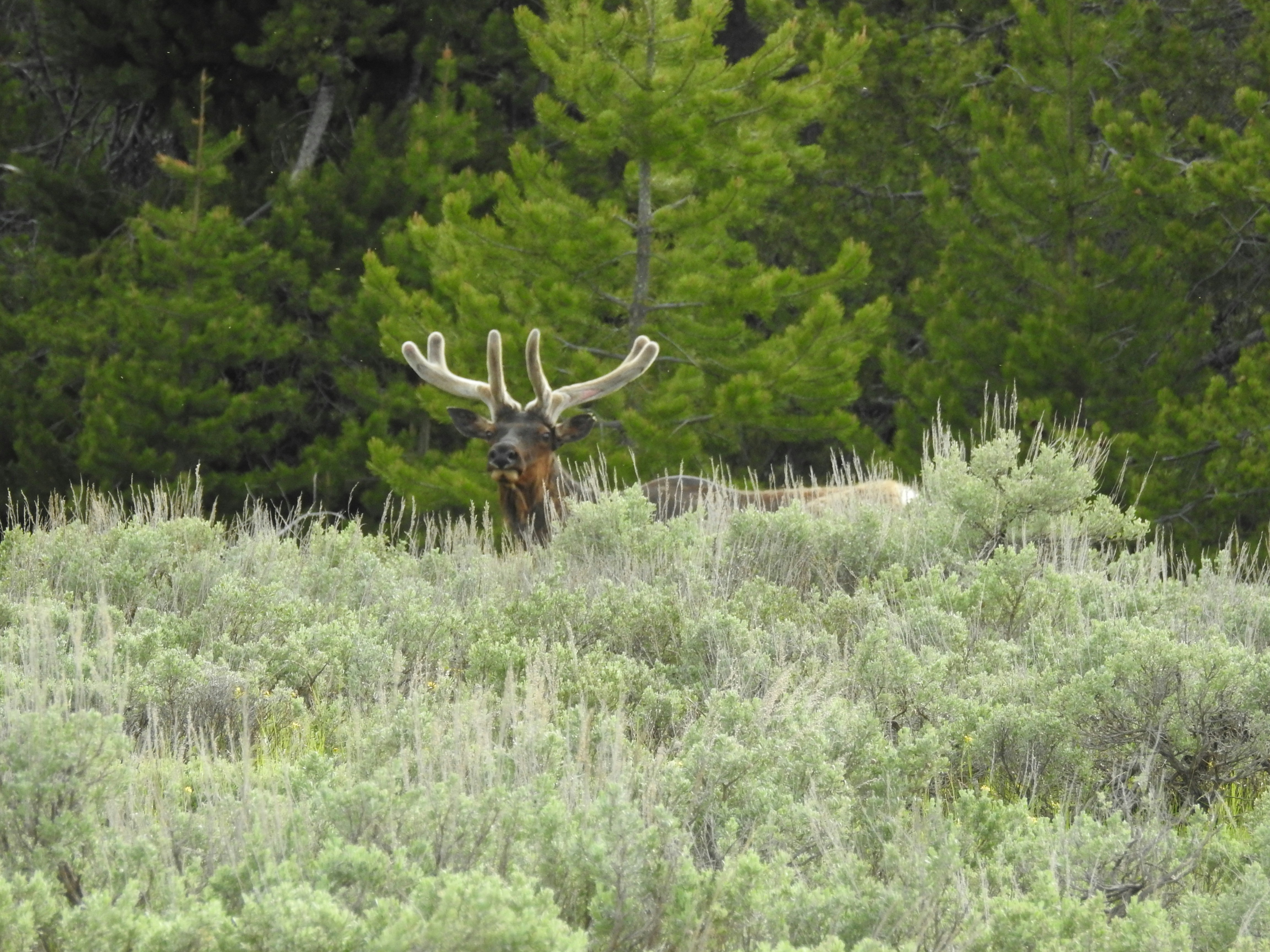A large moose standing in a lush green field