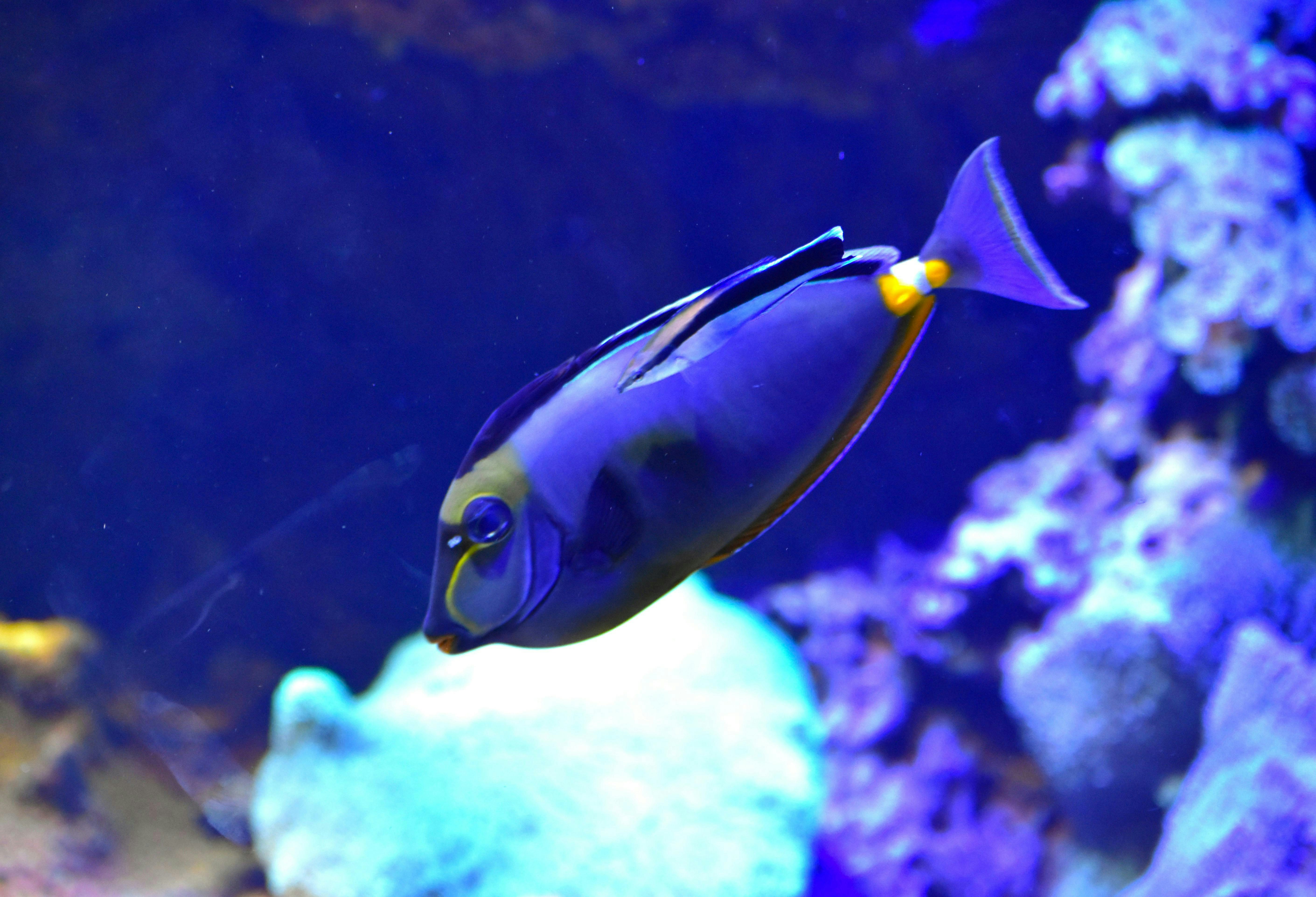 A blue and yellow fish in an aquarium
