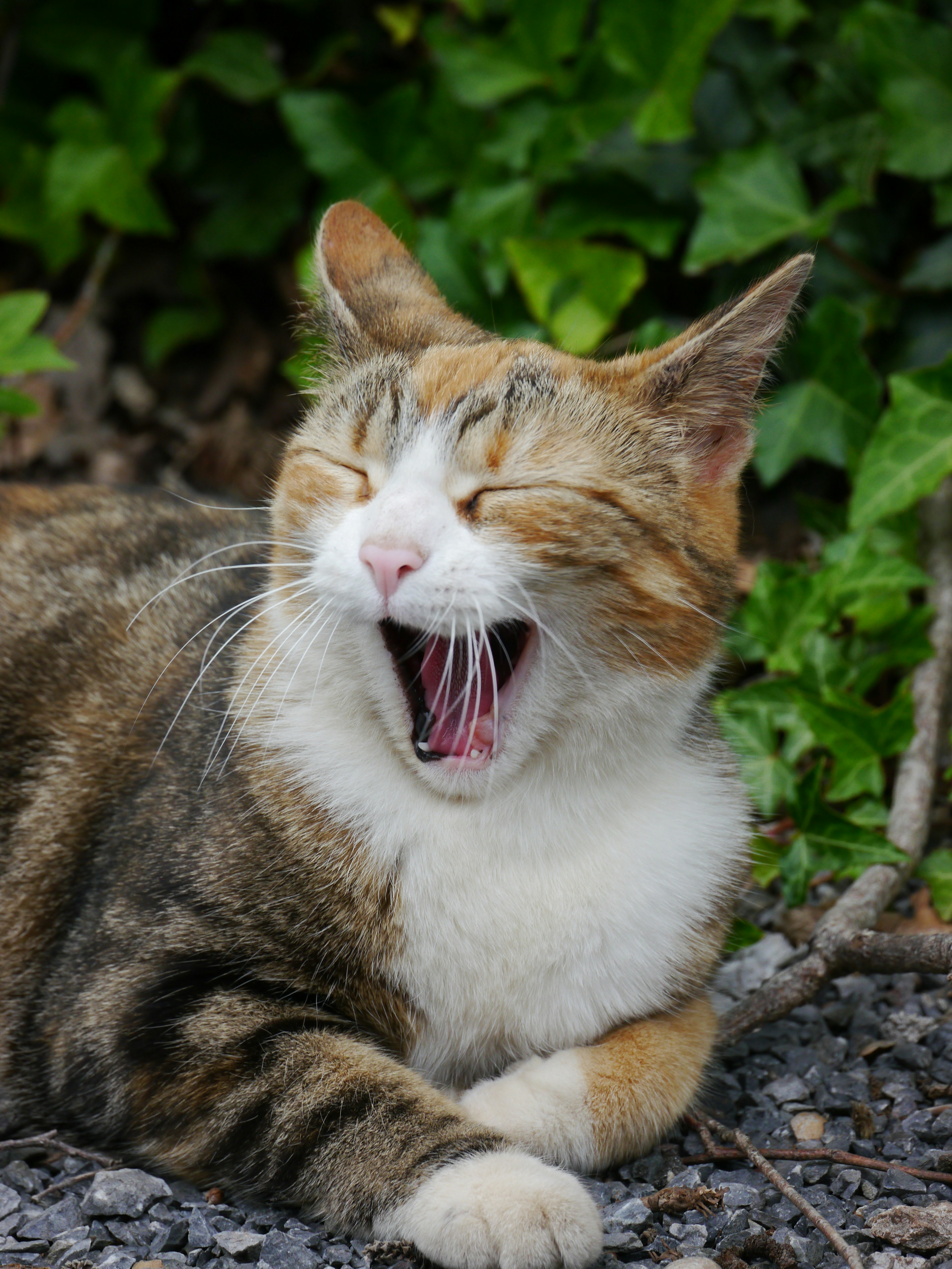 Vocalization: Quiet Purrs or Chirpy Chatters? (image credits: unsplash)