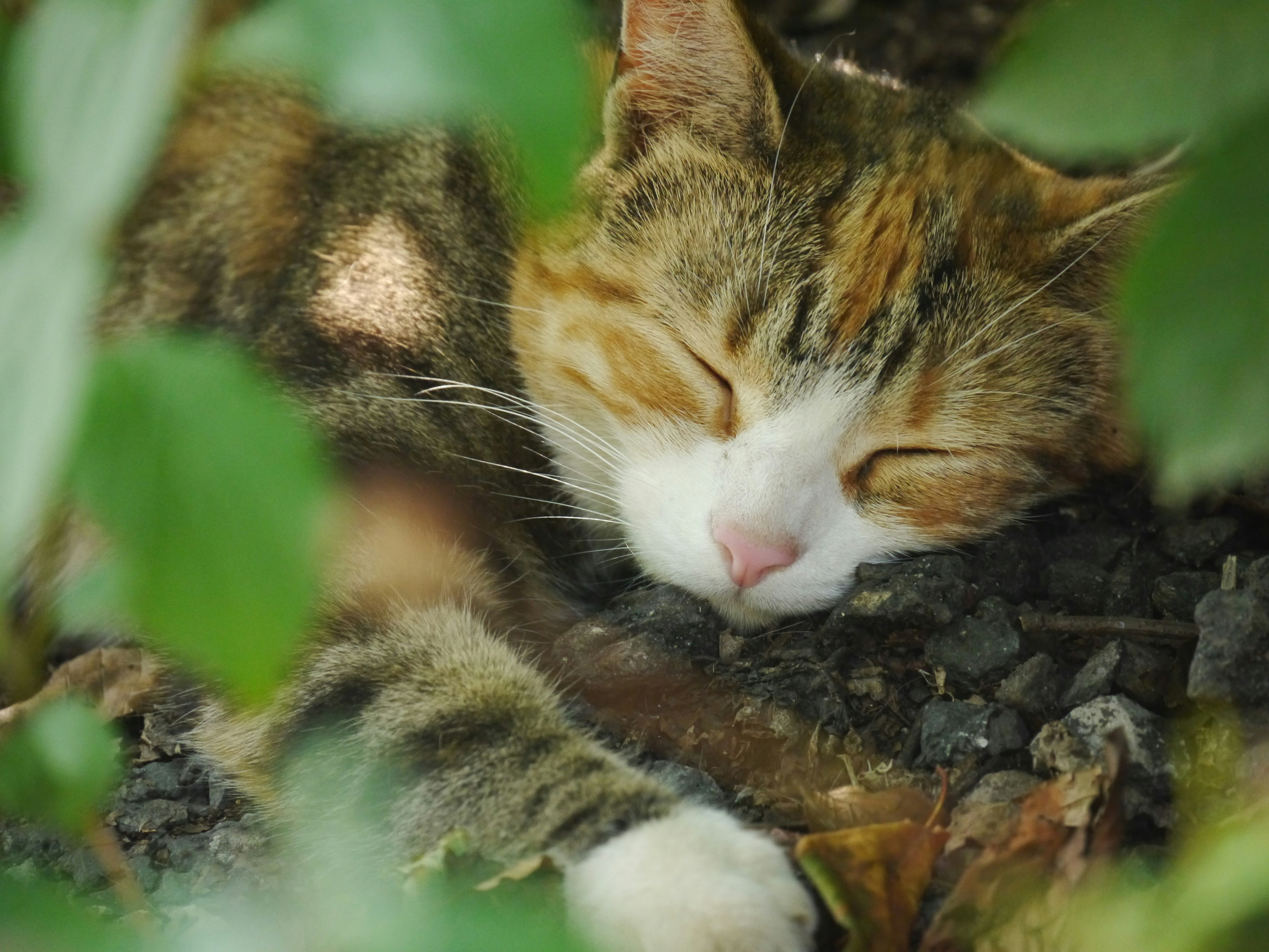 A close up of a cat sleeping in a tree