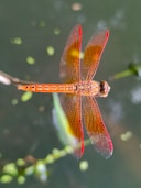 A red dragonfly sitting on top of a body of water