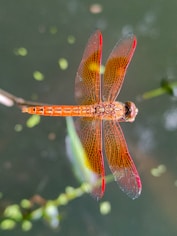 A red dragonfly sitting on top of a body of water
