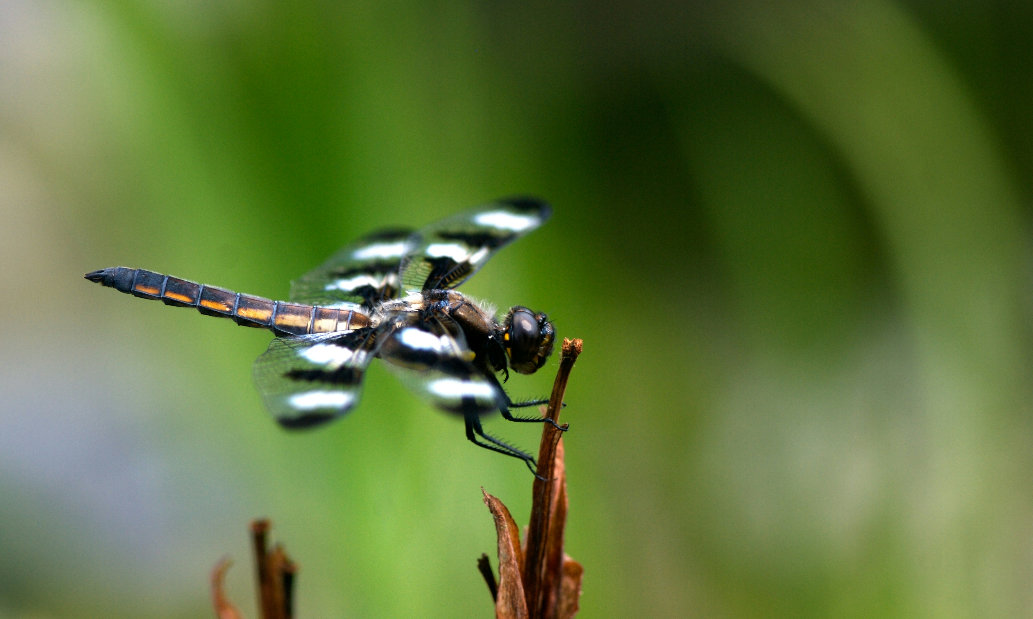A close up of a dragonfly on a plant photo – Free Nature Image on Unsplash