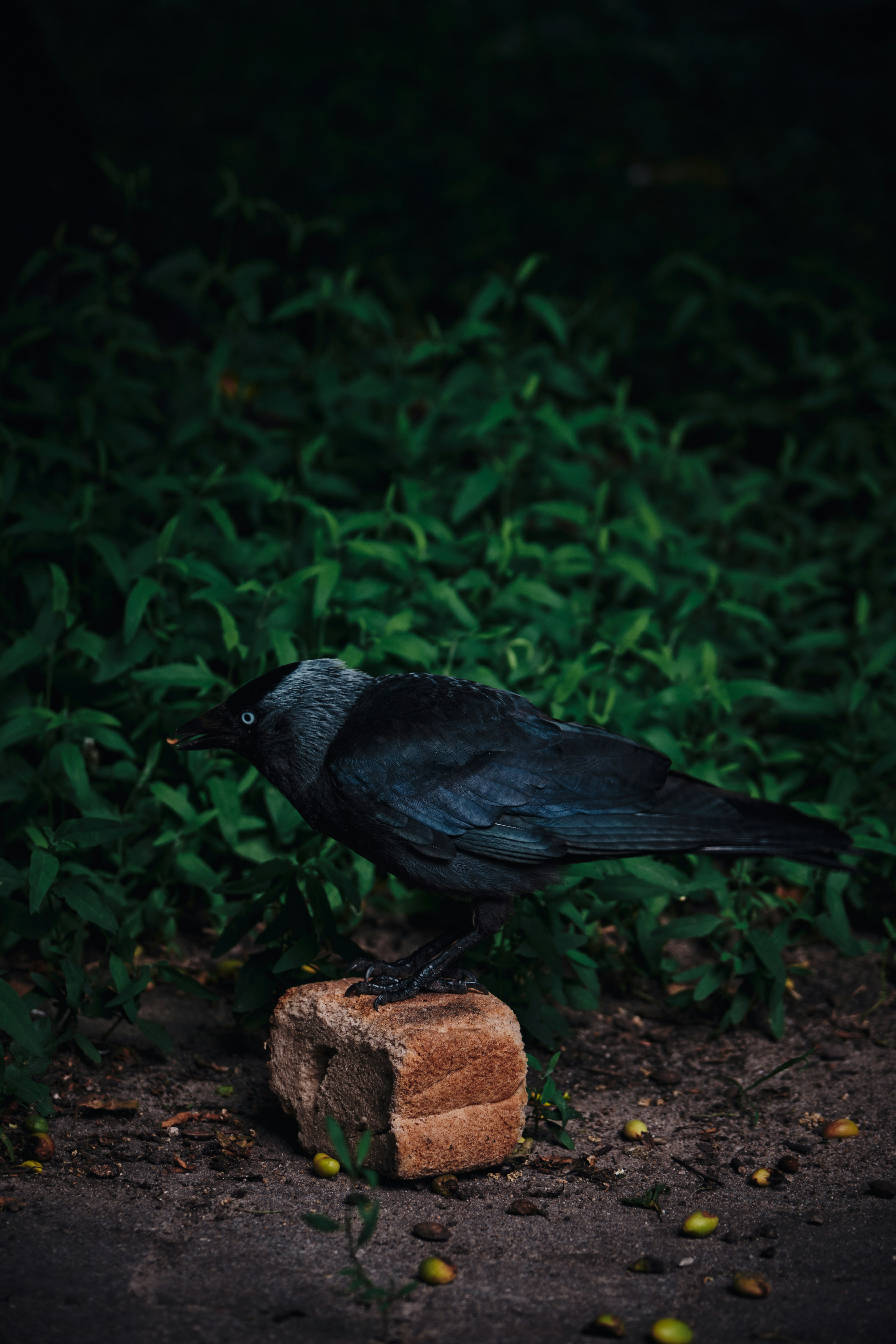 A black bird sitting on top of a block of wood