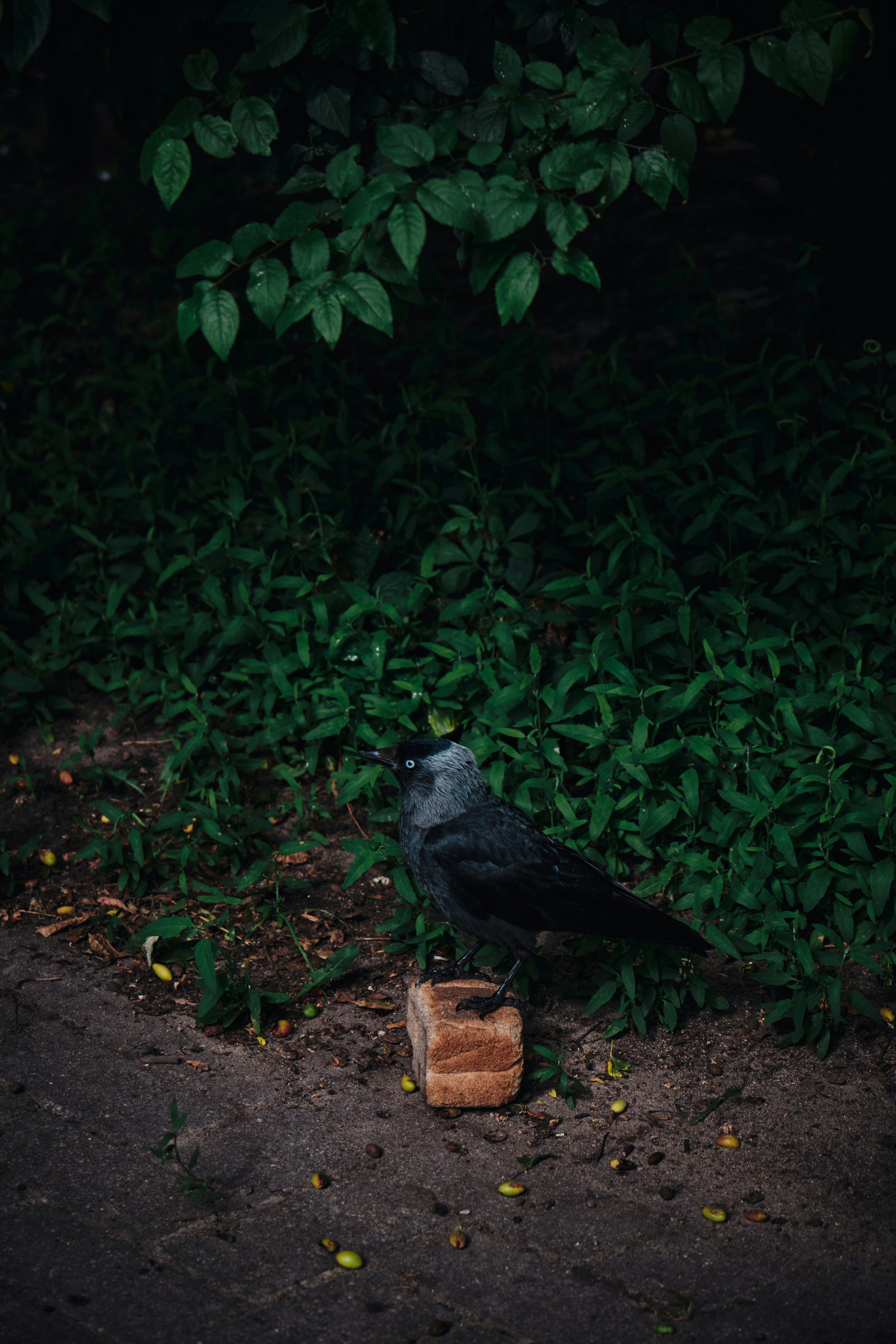 A black bird sitting on top of a piece of wood