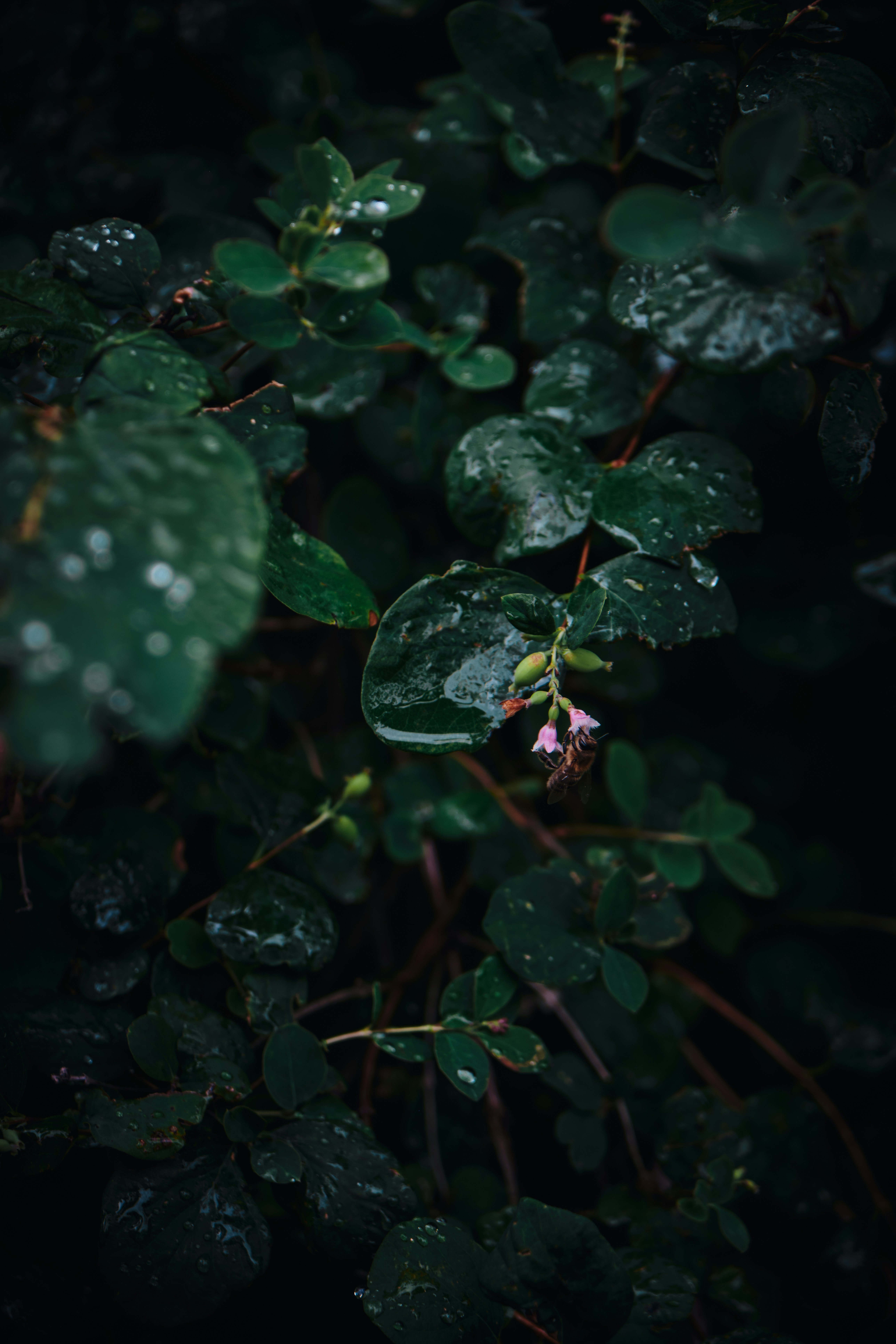 A bush with lots of green leaves covered in water droplets