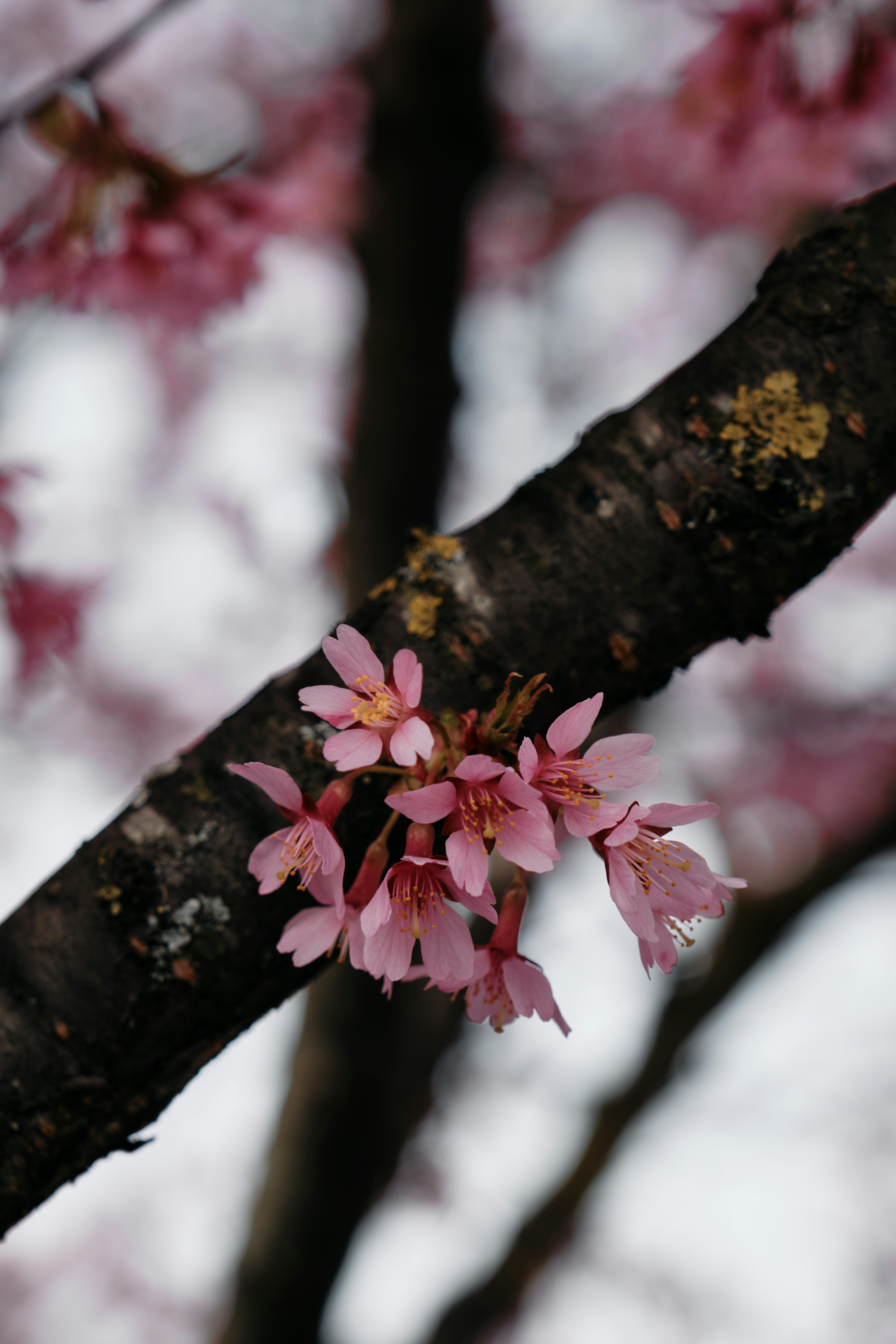 A branch of a tree with pink flowers