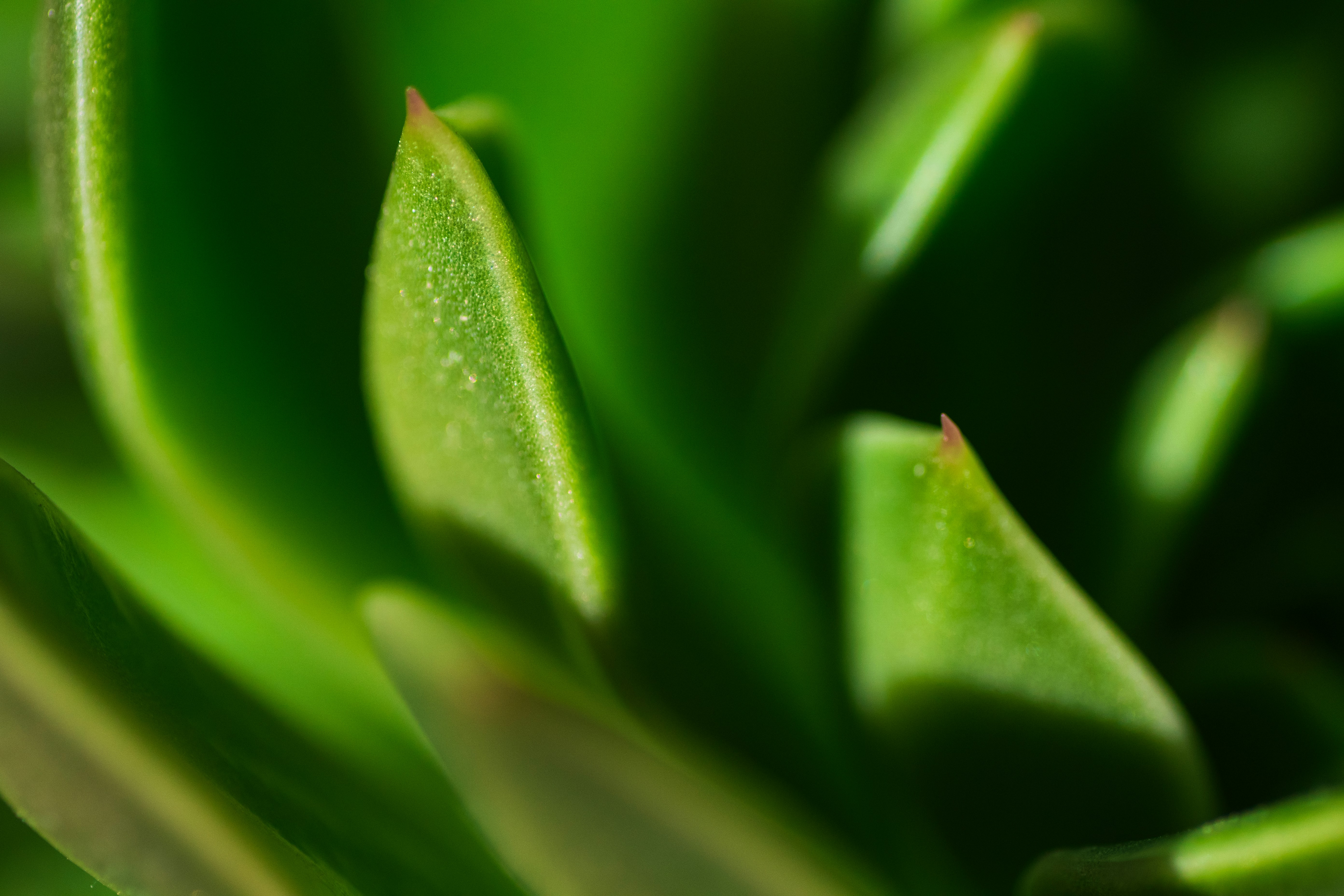 Nature green macro photography