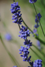 A close up of a bunch of blue flowers