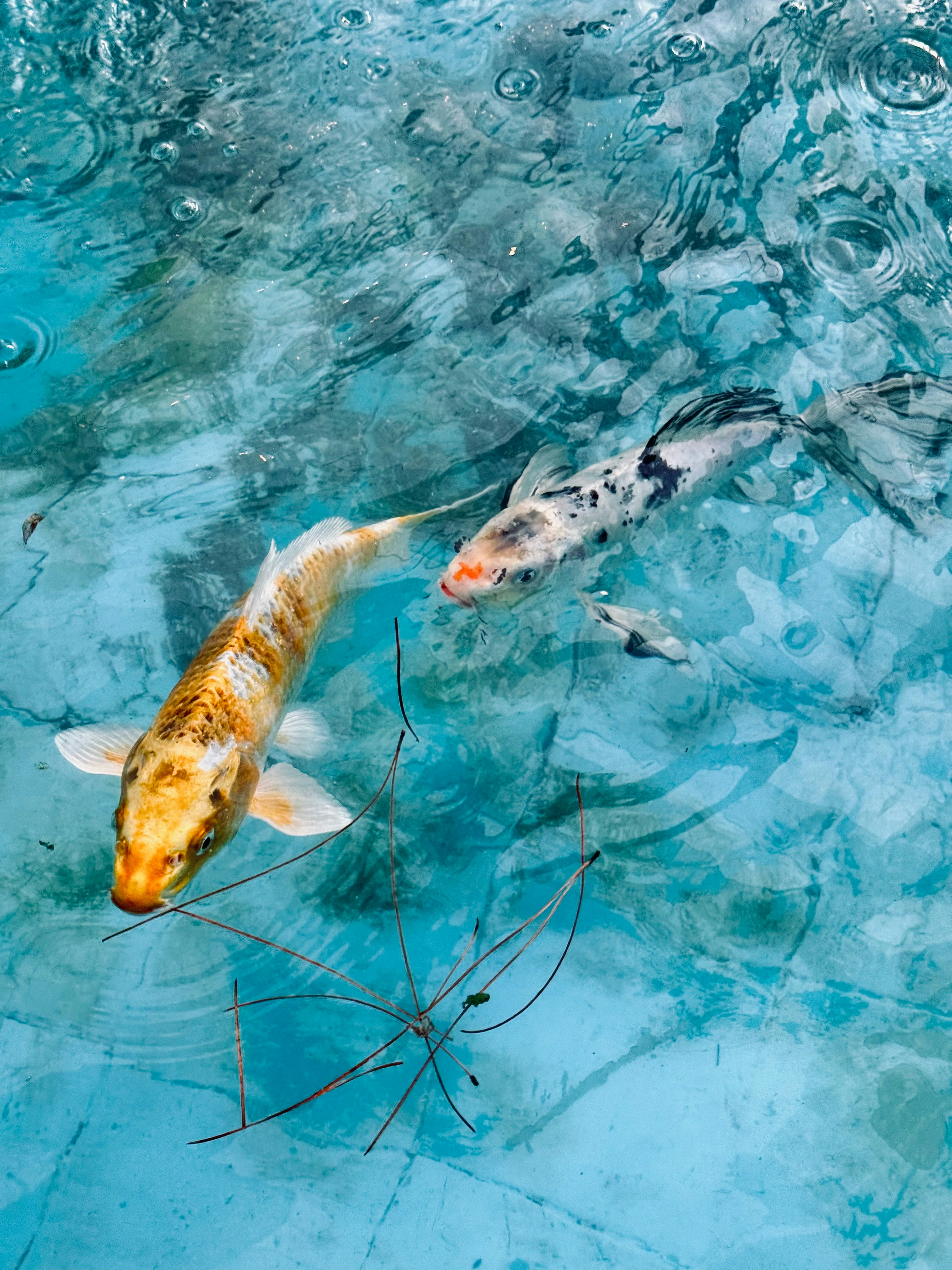 Photo by nghelichkhan