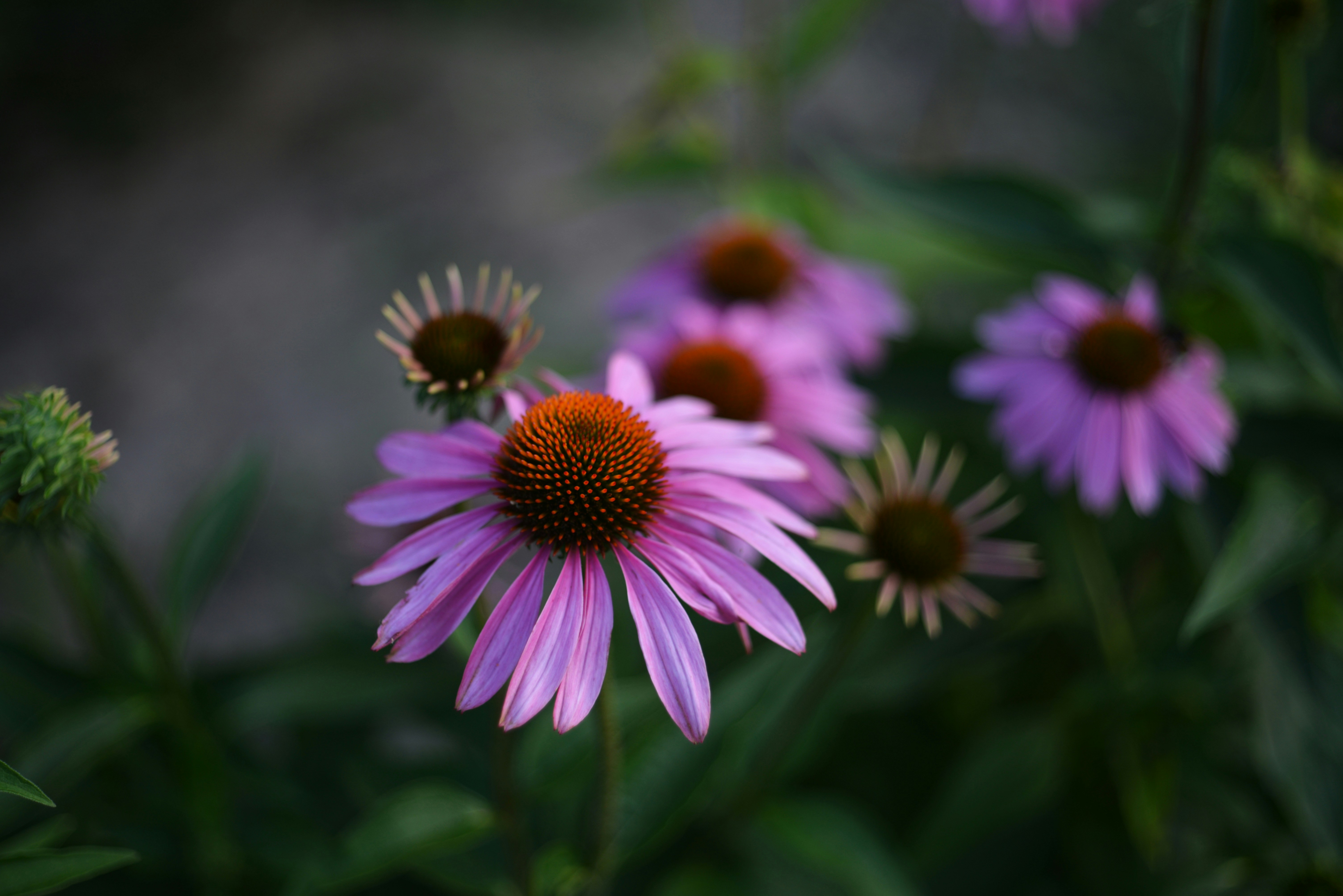 Photo by cherstve_pechivo