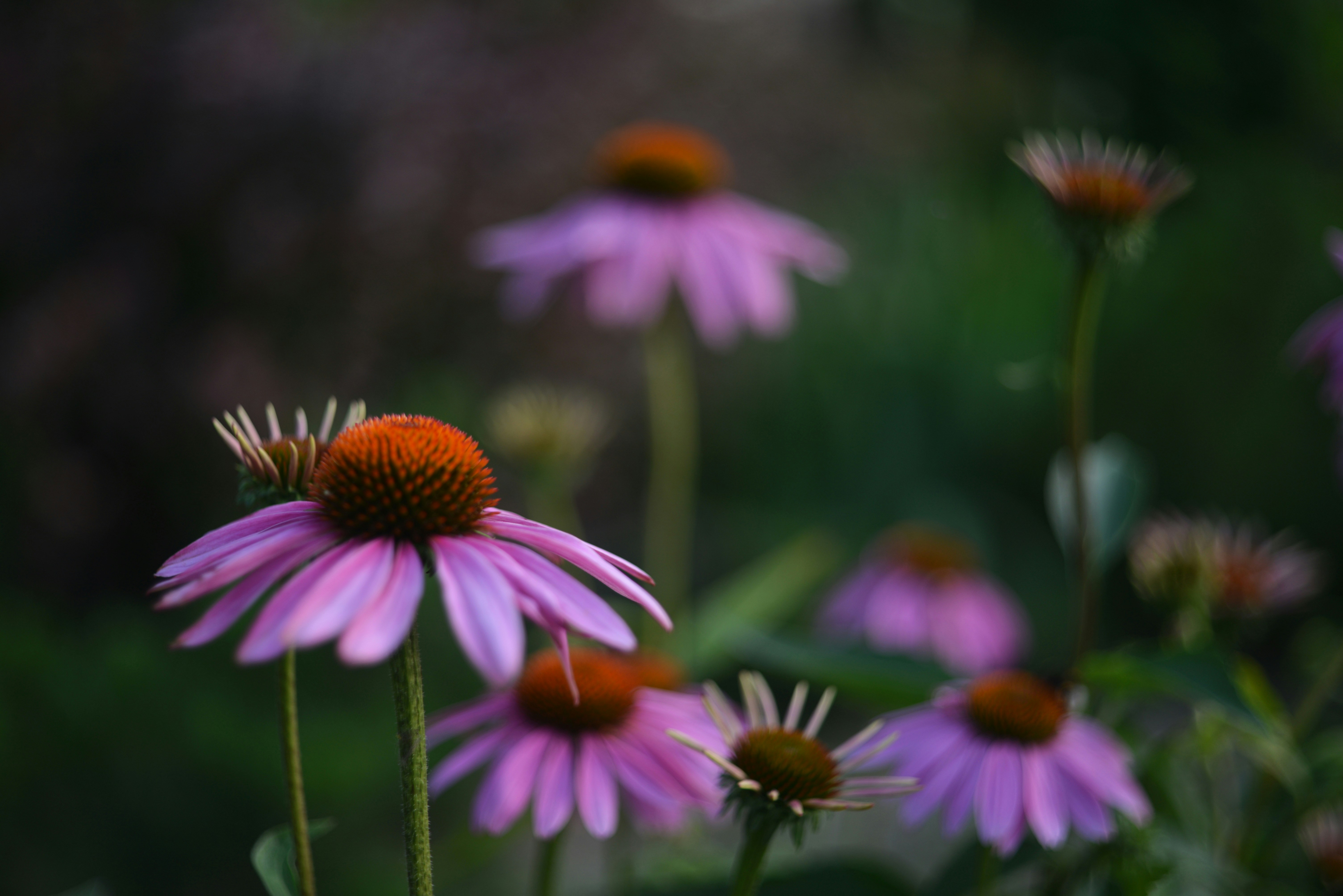 Photo by cherstve_pechivo