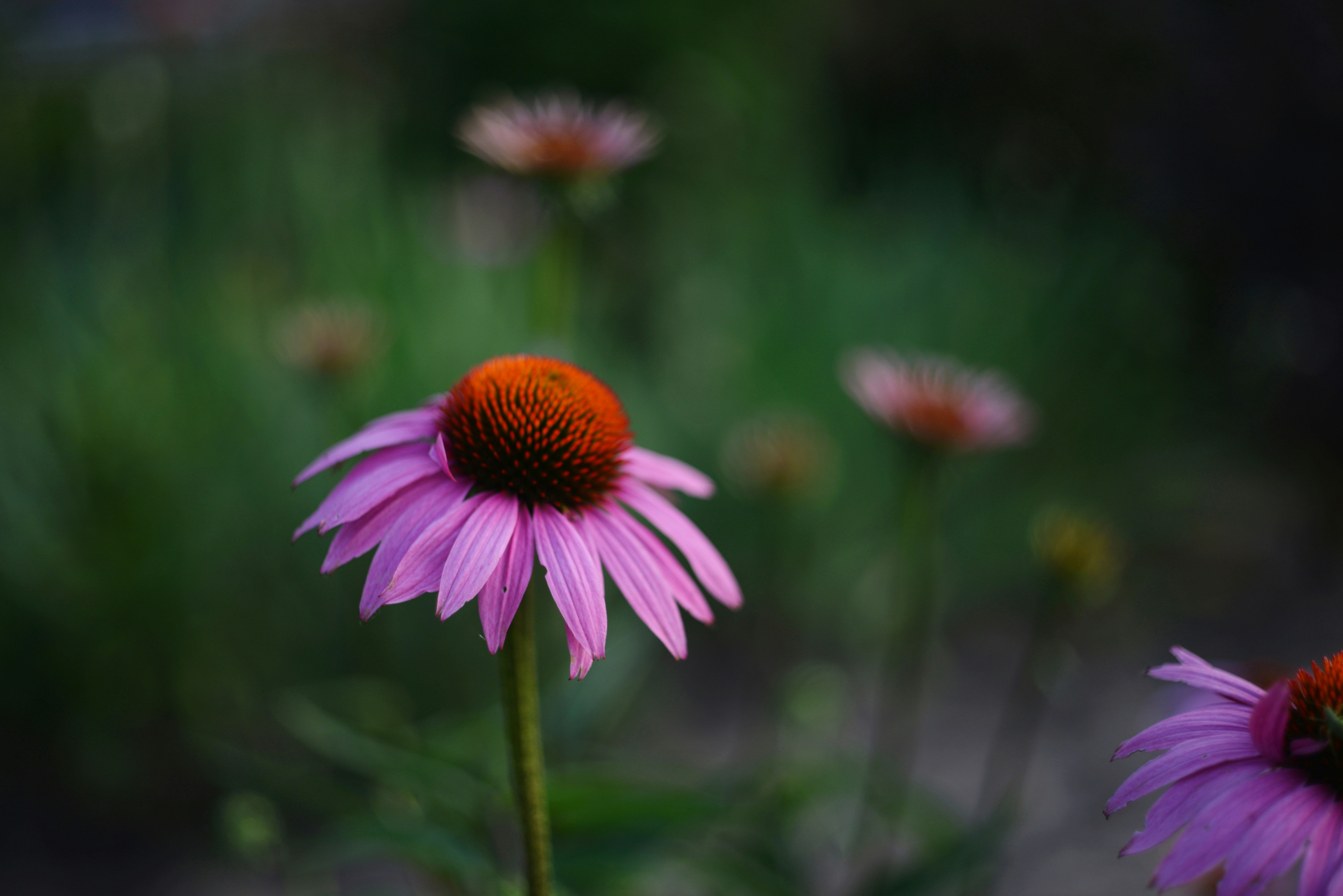 Photo by cherstve_pechivo