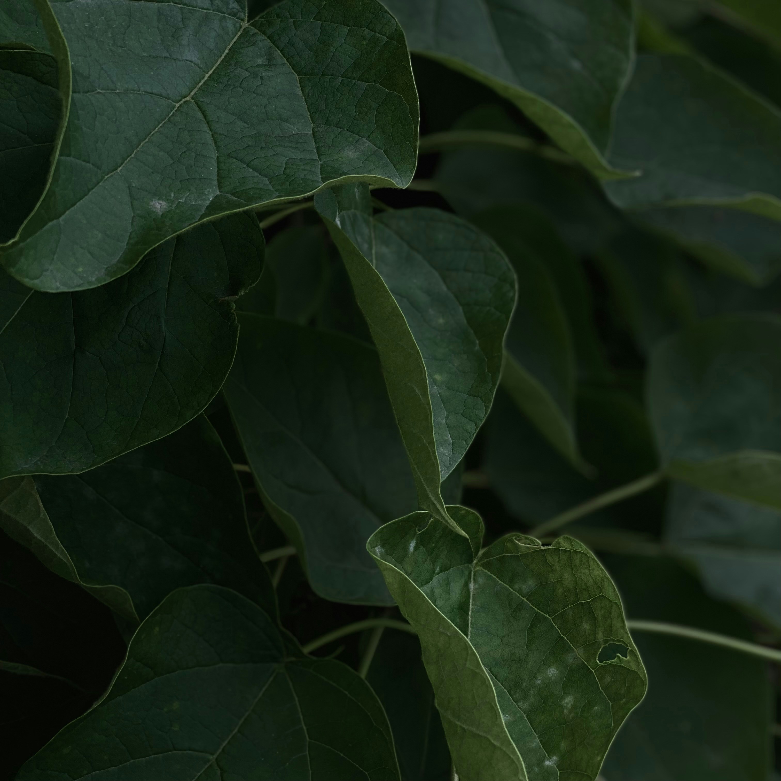 Photo by andriibrbsh