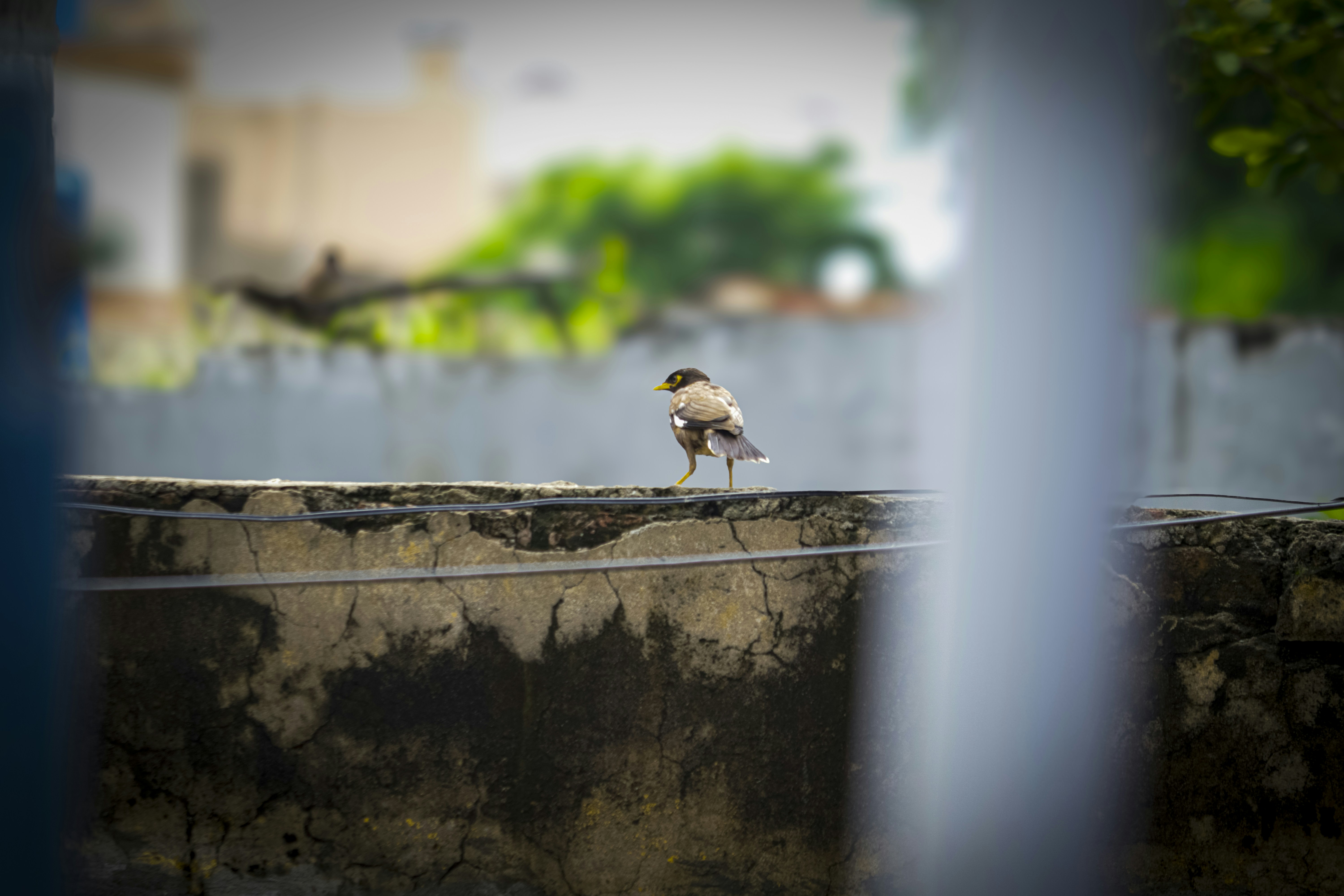 A small bird sitting on a ledge next to a body of water