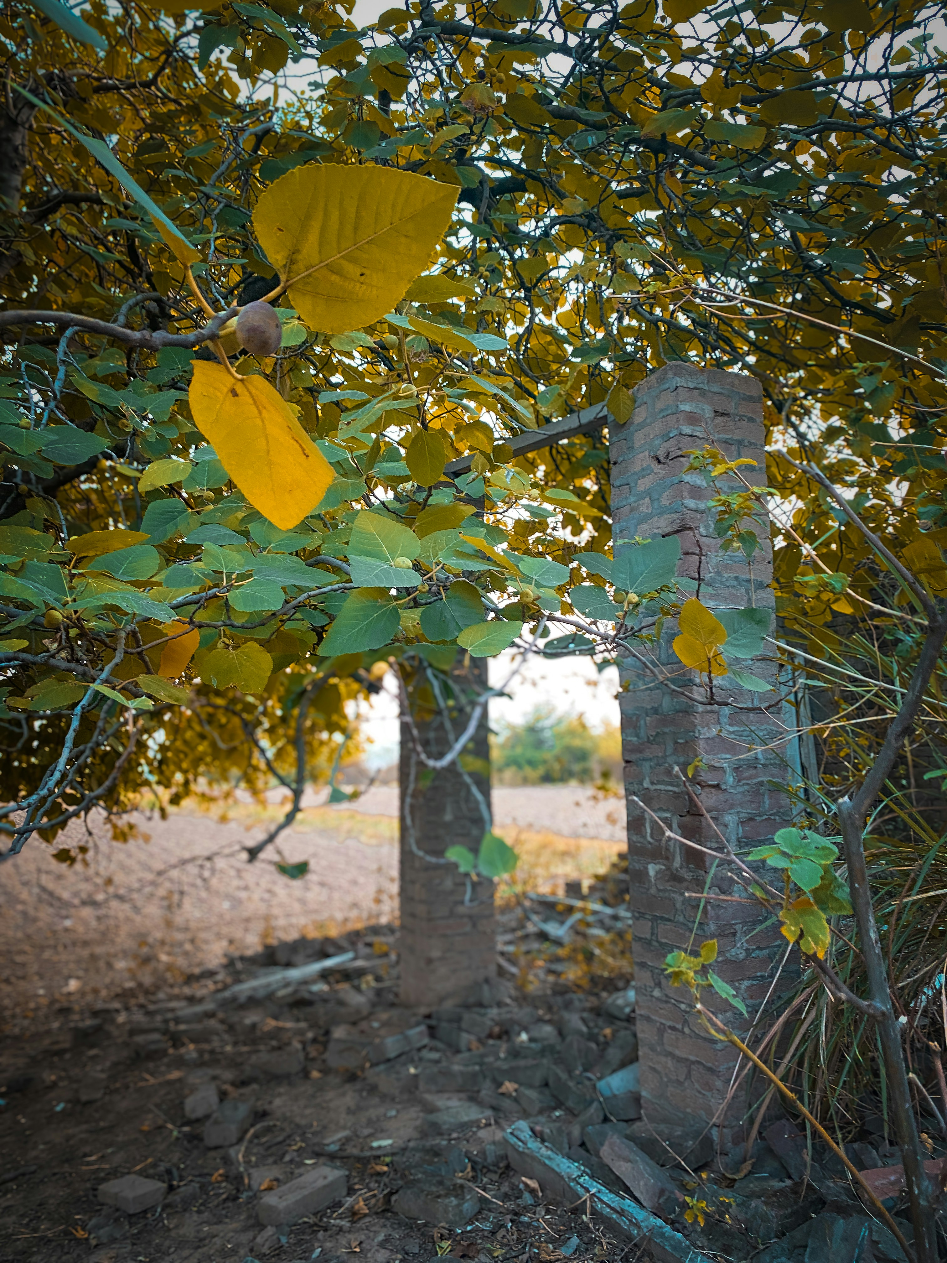 A tree with yellow leaves in a field