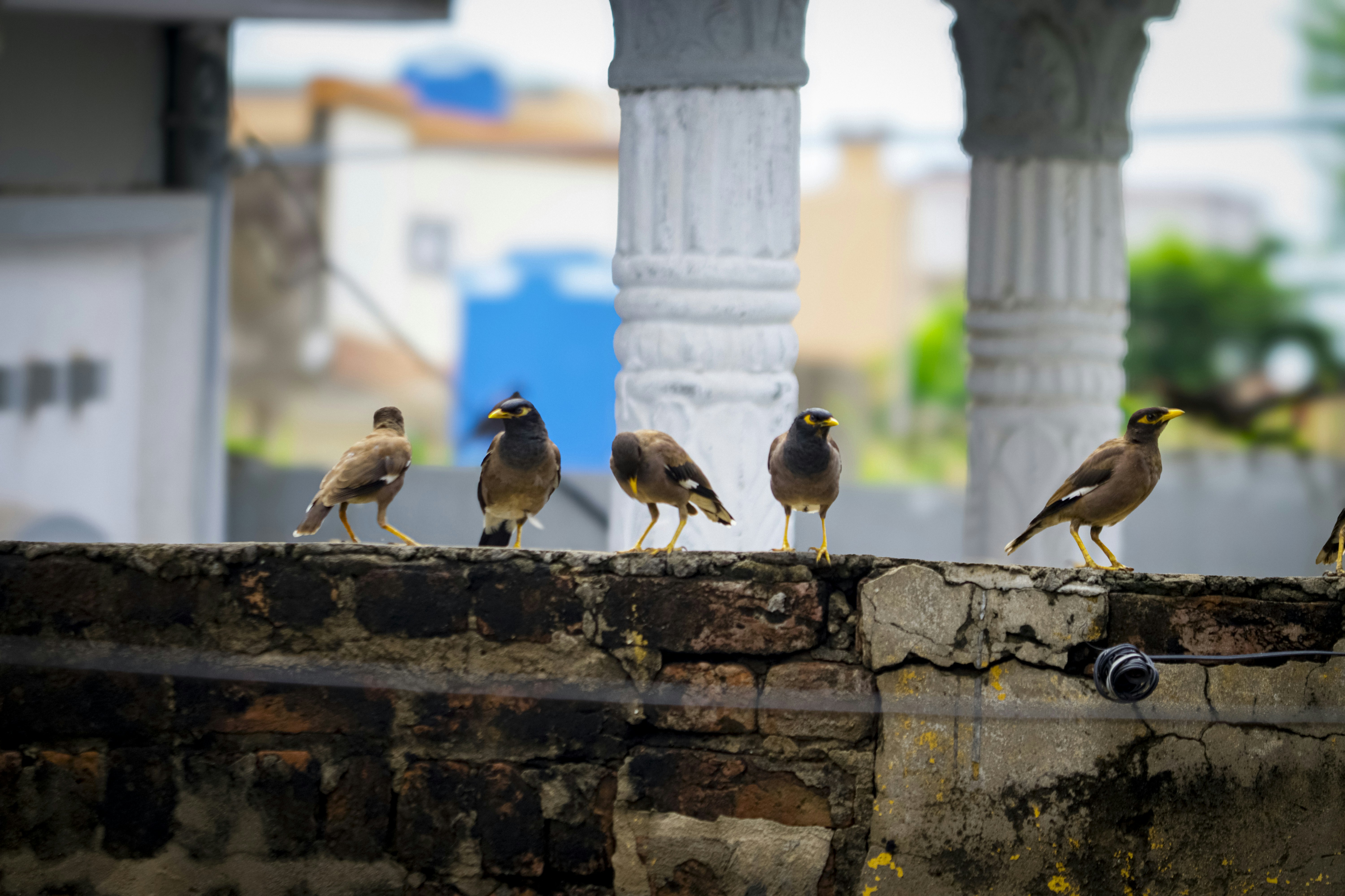 A group of birds sitting on top of a stone wall