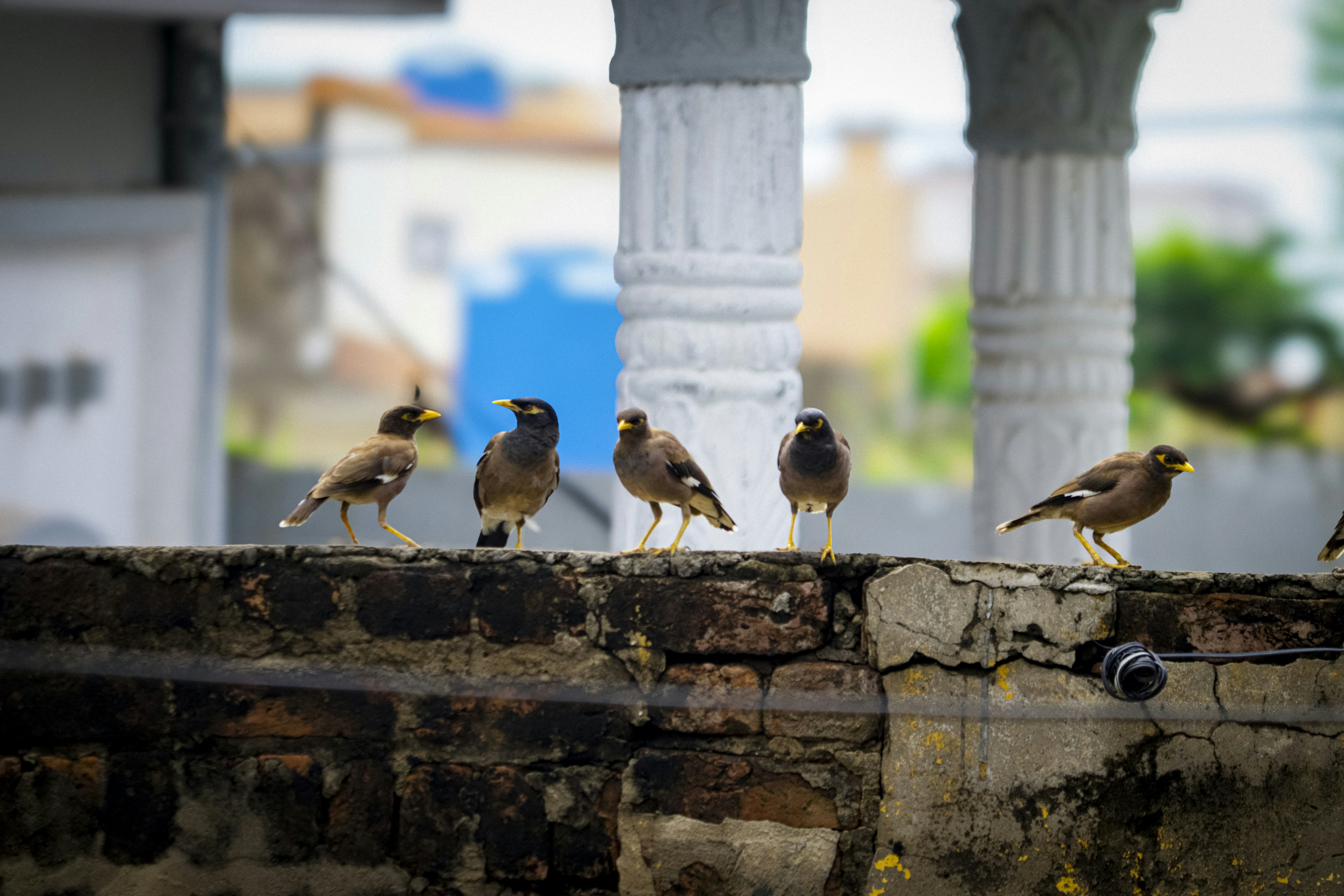 A group of birds sitting on top of a wall