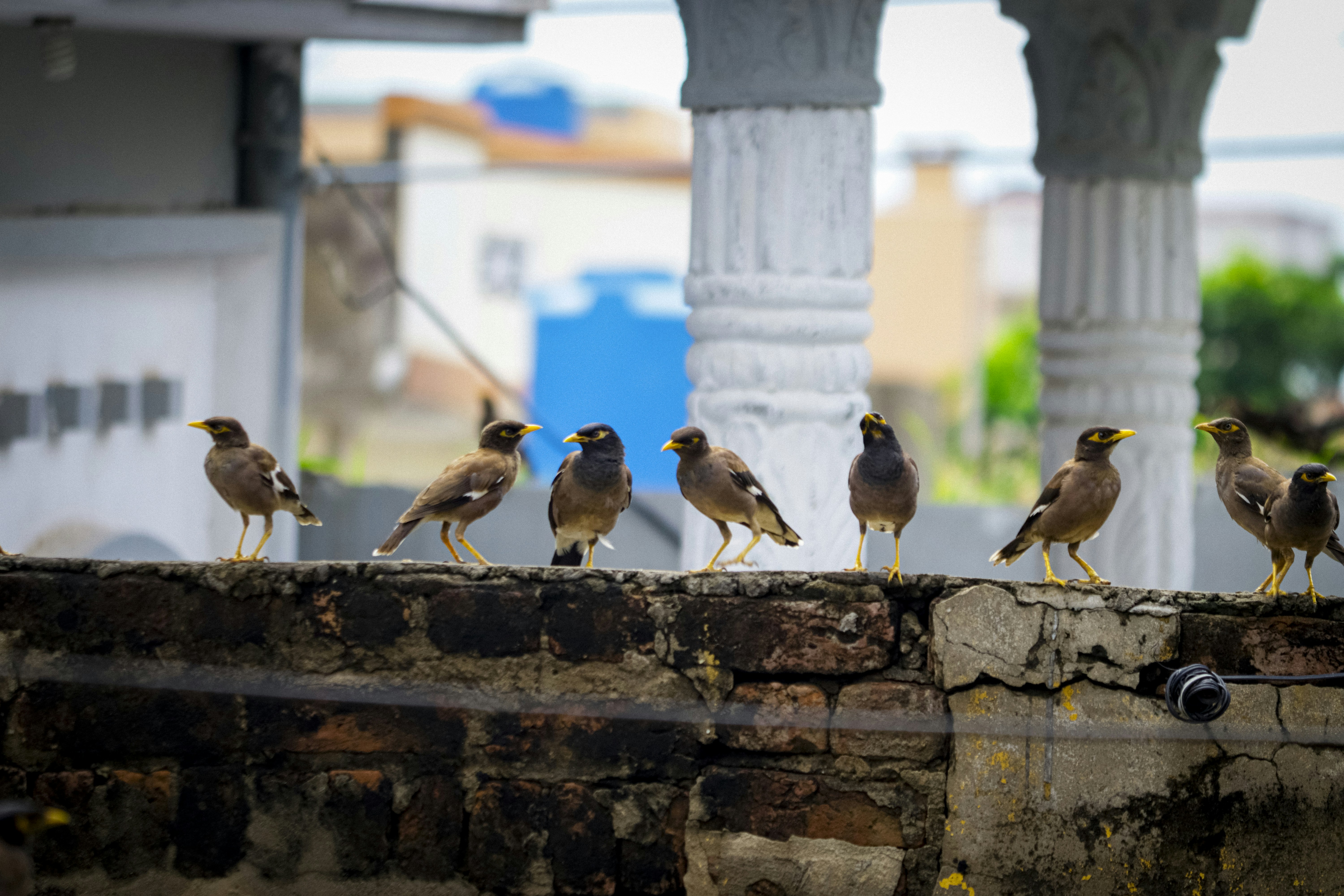 A flock of birds sitting on top of a brick wall