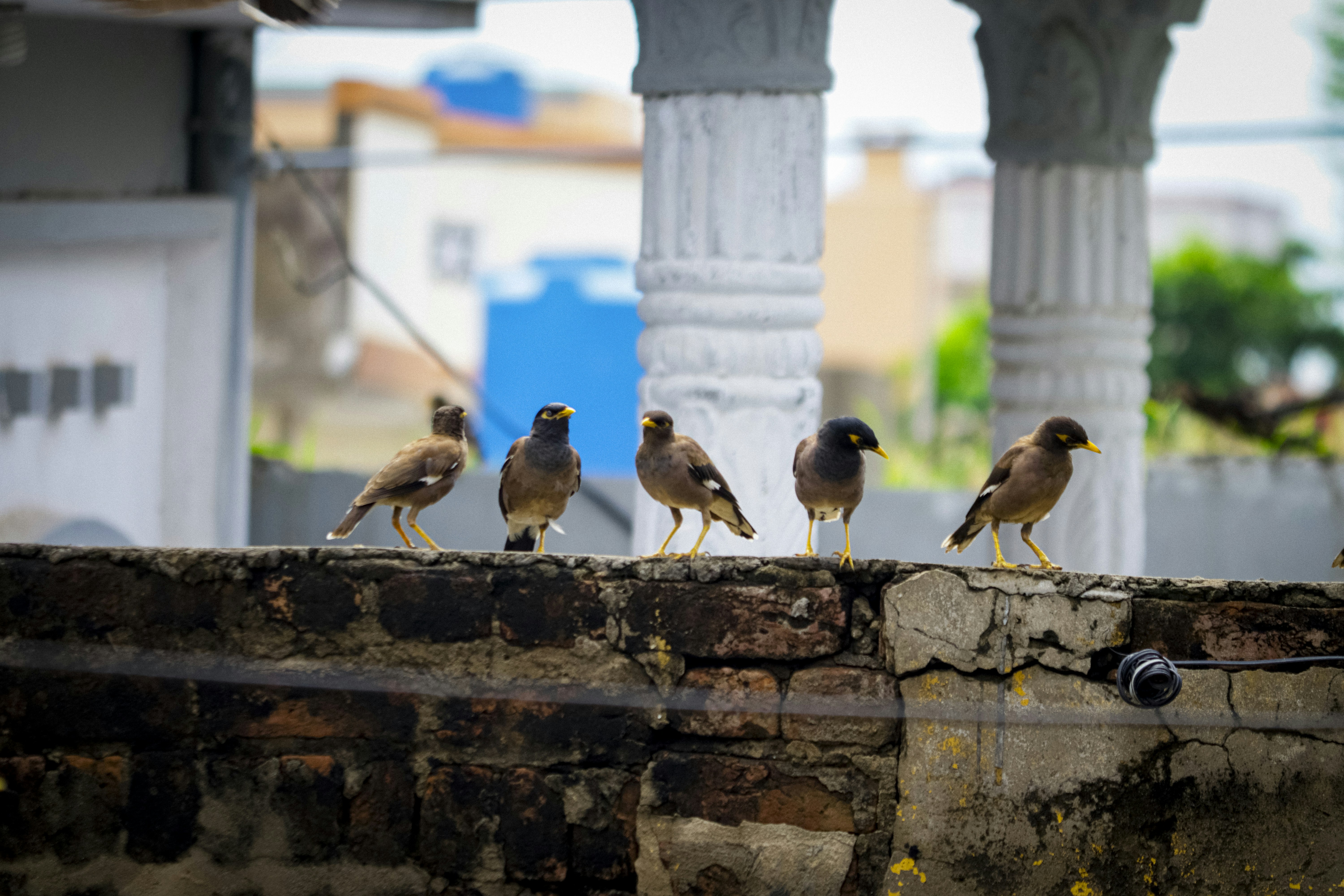 A group of birds sitting on top of a brick wall