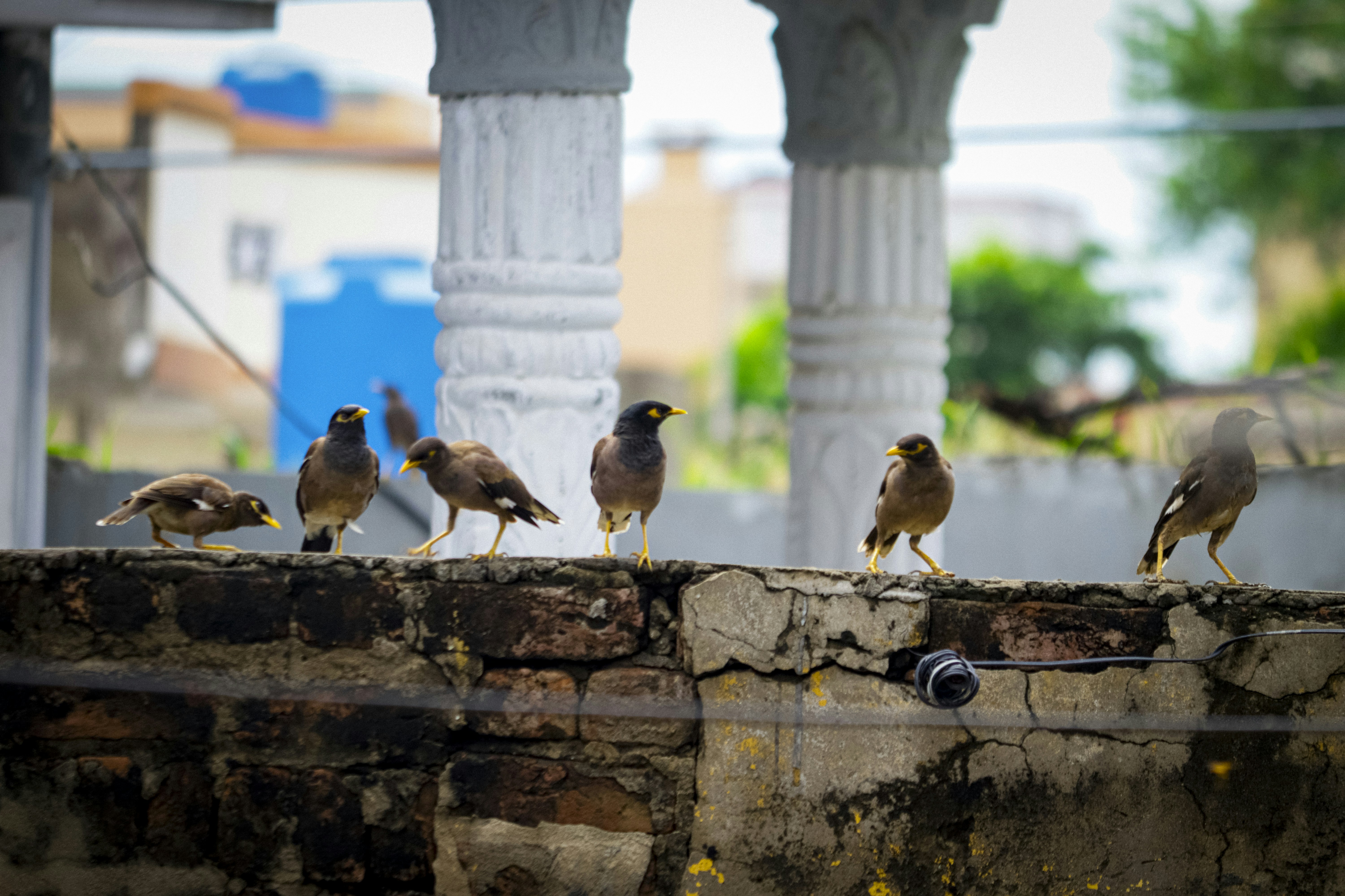 A group of birds sitting on top of a stone wall