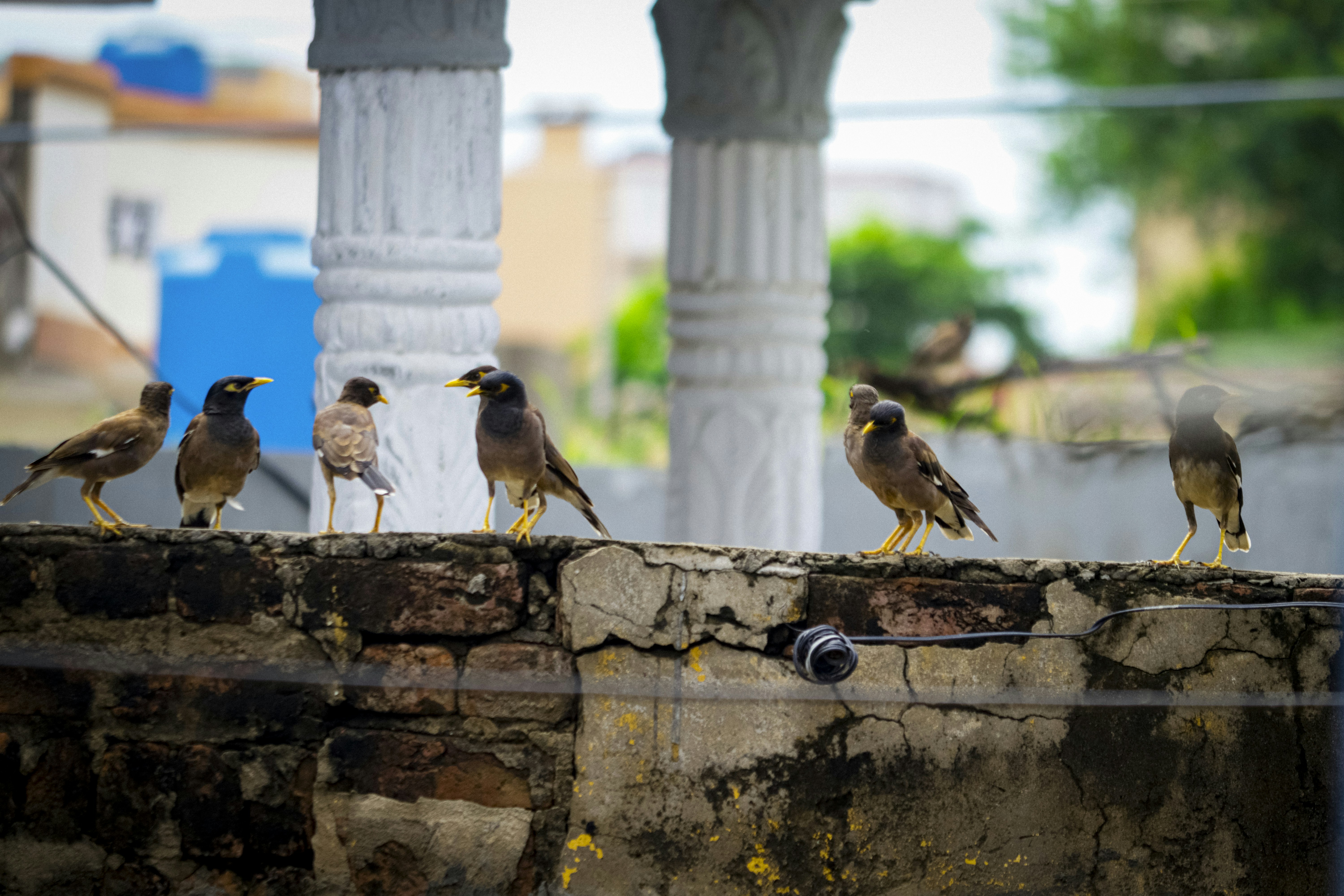 A group of birds sitting on top of a stone wall