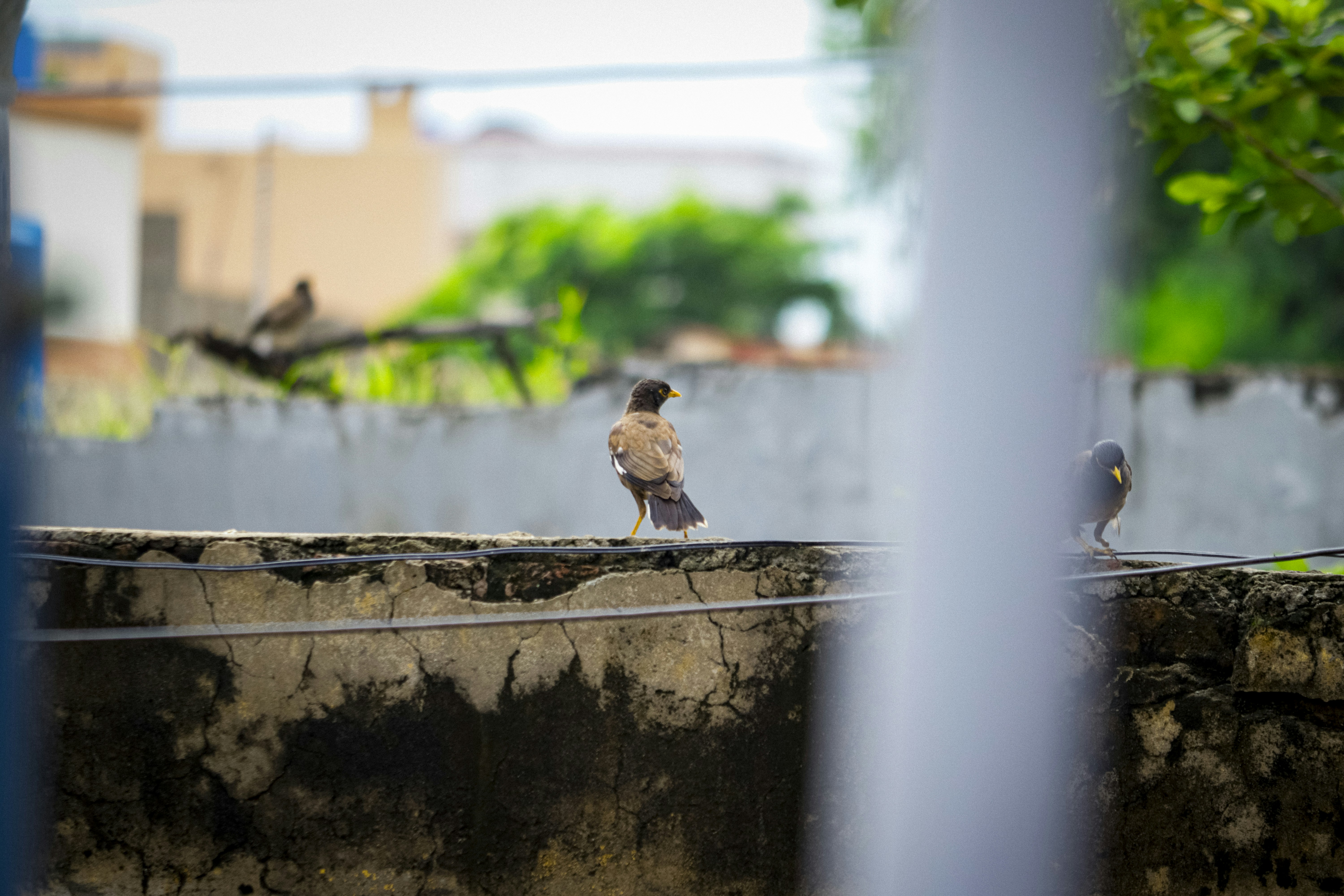 A small bird sitting on the edge of a wall