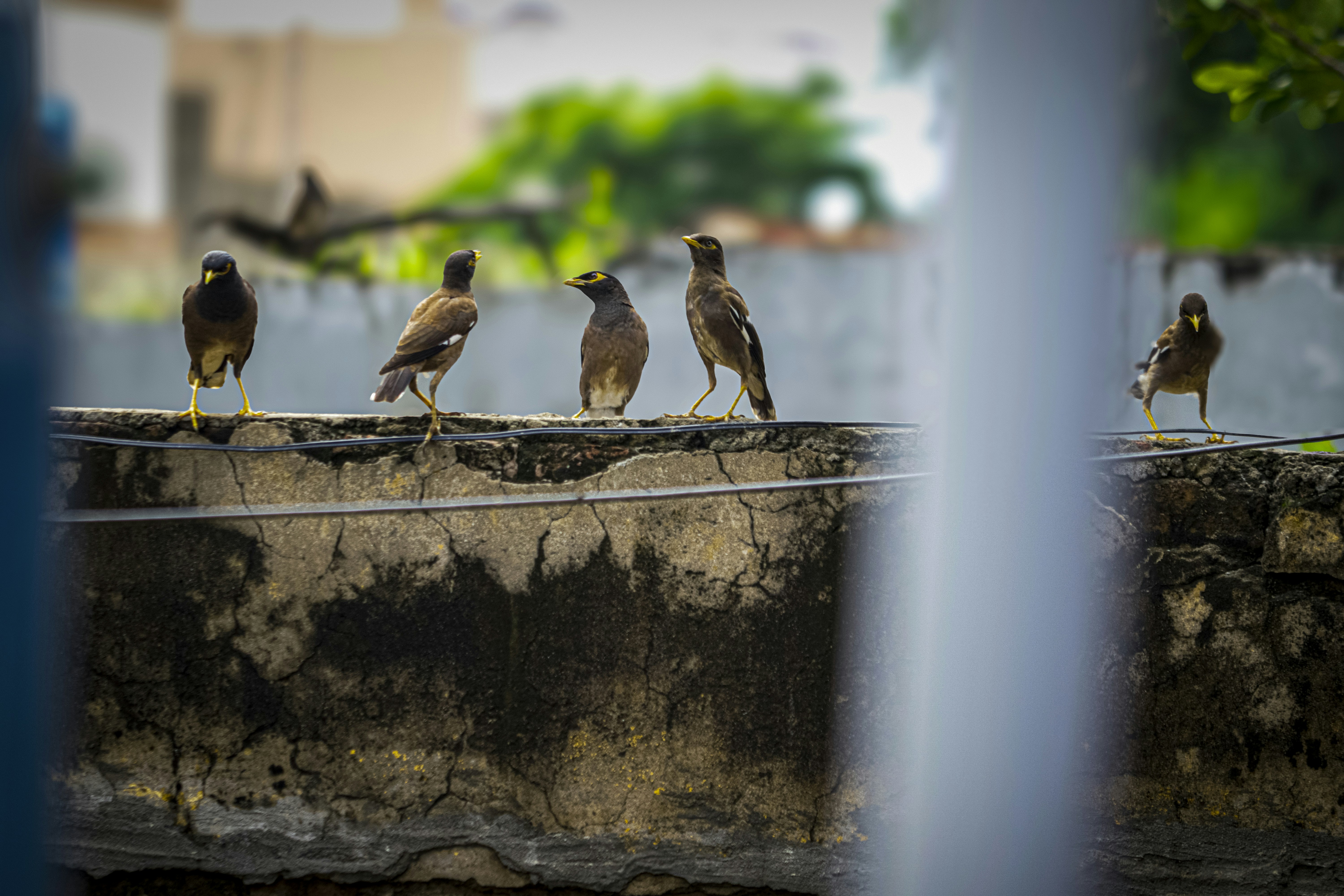 A group of birds sitting on top of a cement wall