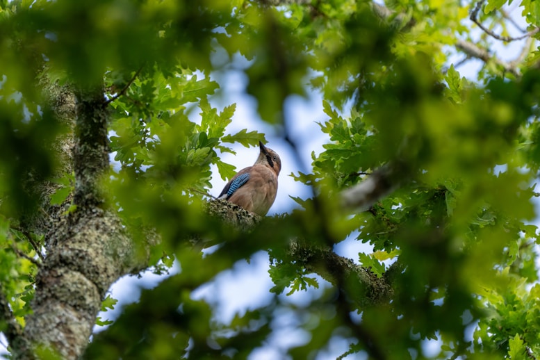 A bird is sitting in a tree looking up