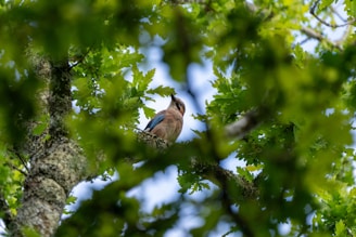 A bird is sitting in a tree looking up