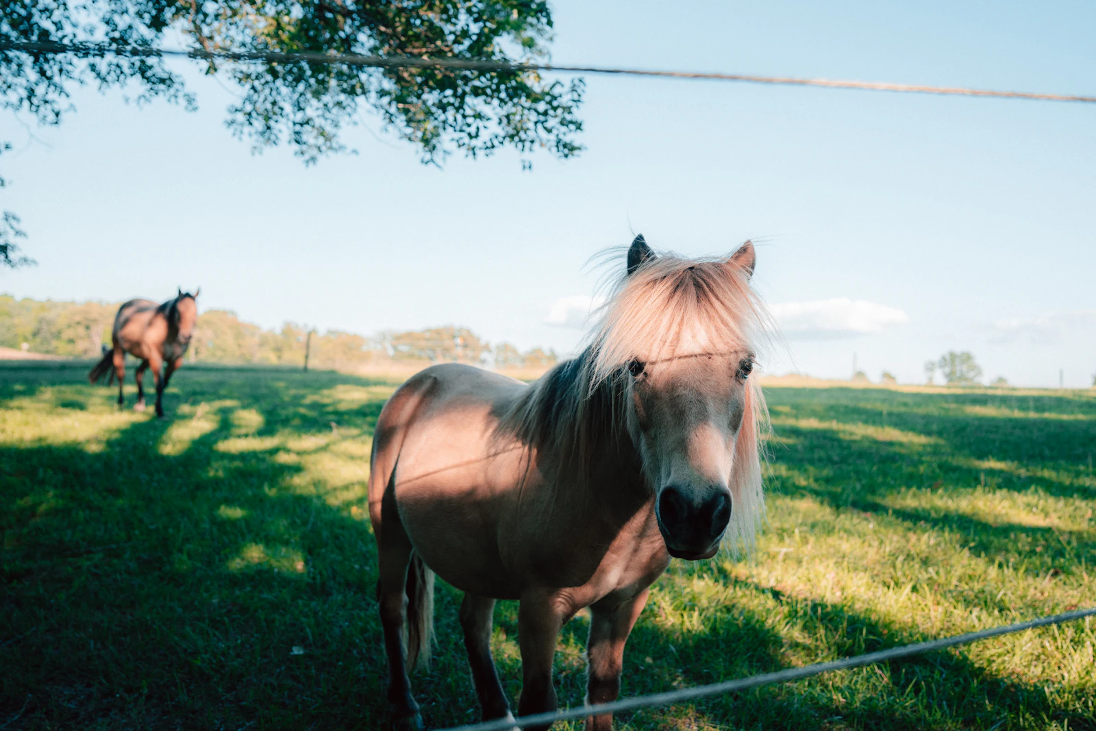 A brown horse grazing in a lush green Kentucky bluegrass field