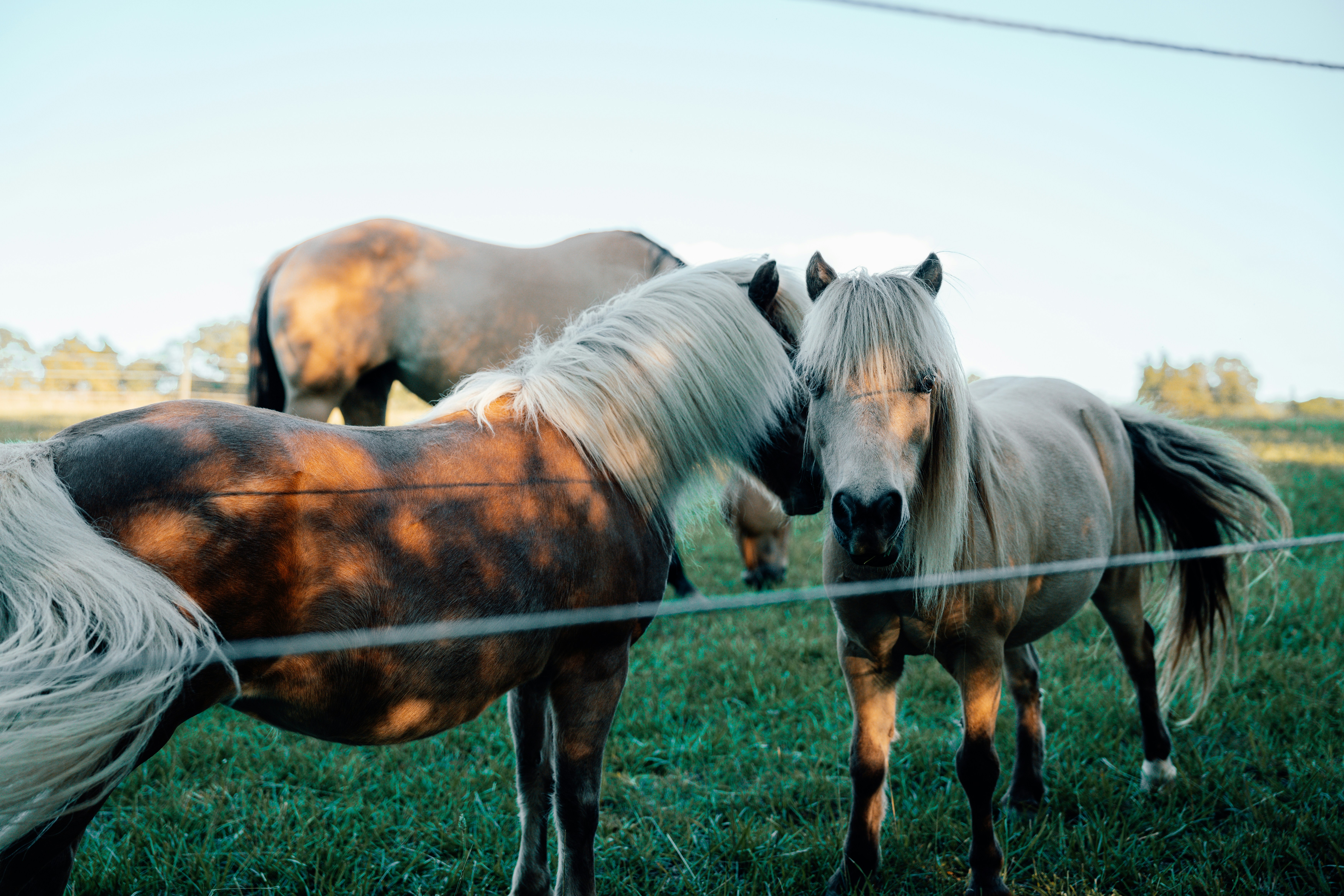 Horses: Living Seismographs on Four Legs (image credits: unsplash)