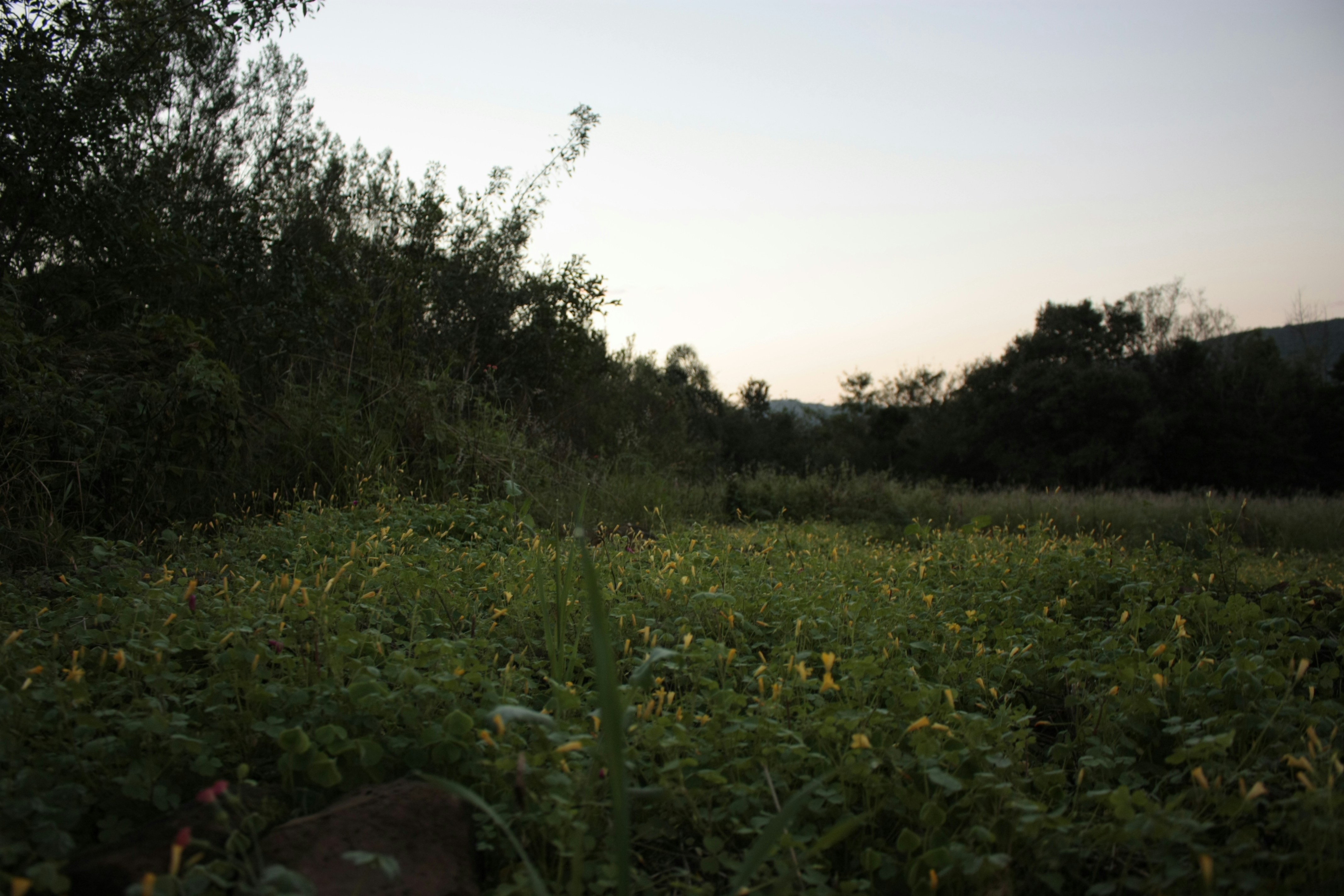 Um campo gramado com árvores ao fundo